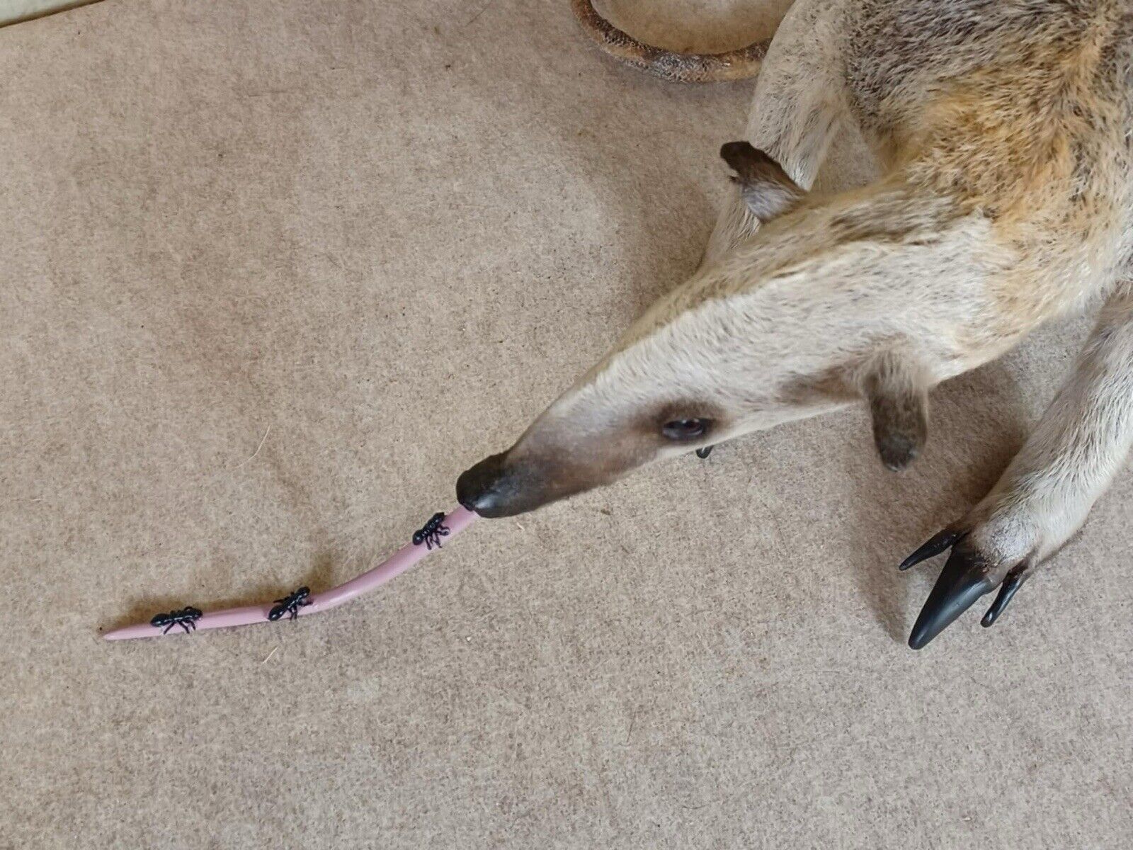 Tamandua / Ant Eater Full Body Mount Taxidermy - TAN1