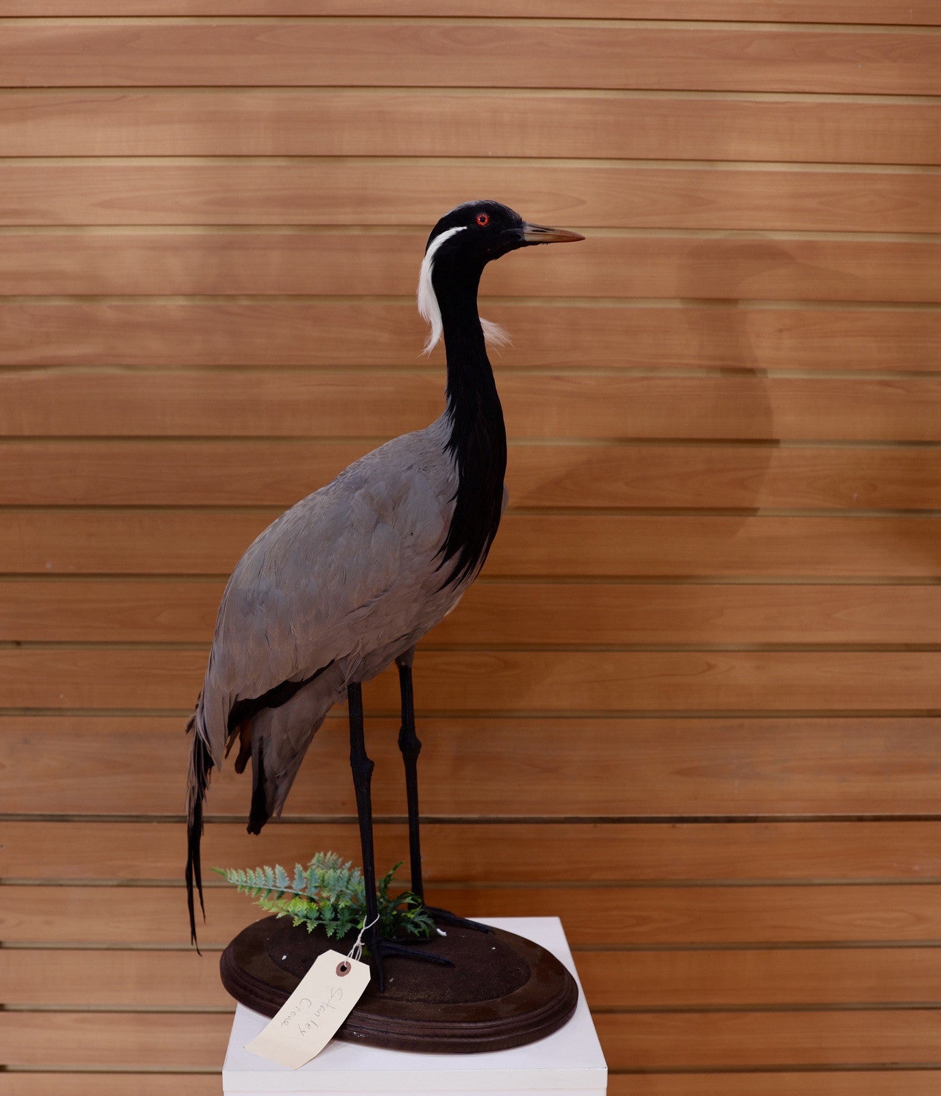 FH118-Museum Quality Demoiselle crane (Grus virgo) TAXIDERMY BIRD MOUNT