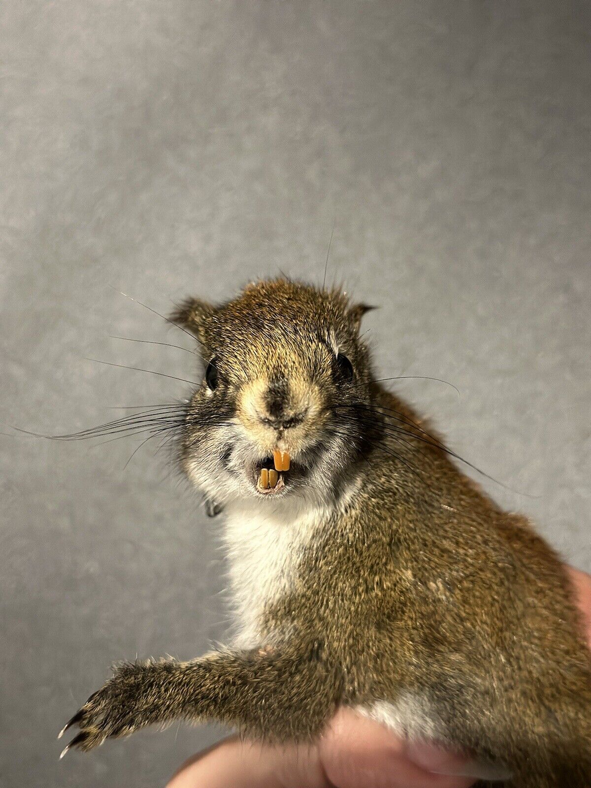 Beautiful Adorable Red Squirrel Small Animal Taxidermy Mount Art Wildlife 35S