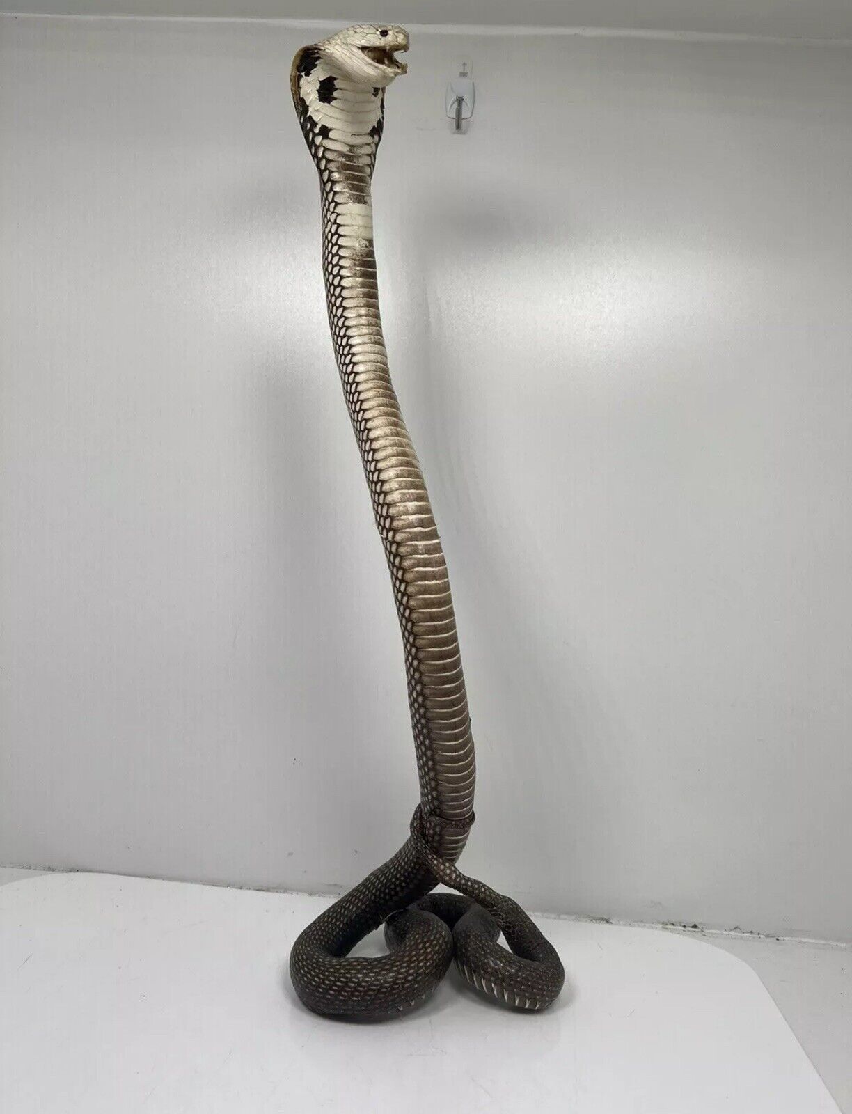 23" Real Cobra Taxidermy Snake Mount
