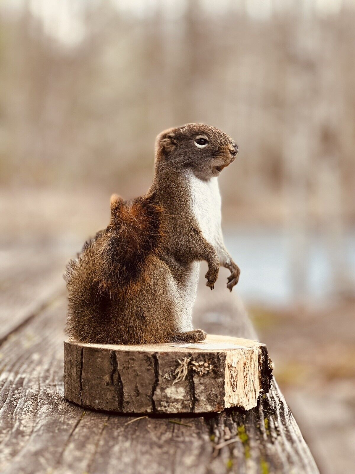 Beautiful Adorable Red Squirrel Small Animal Taxidermy Mount Art Wildlife