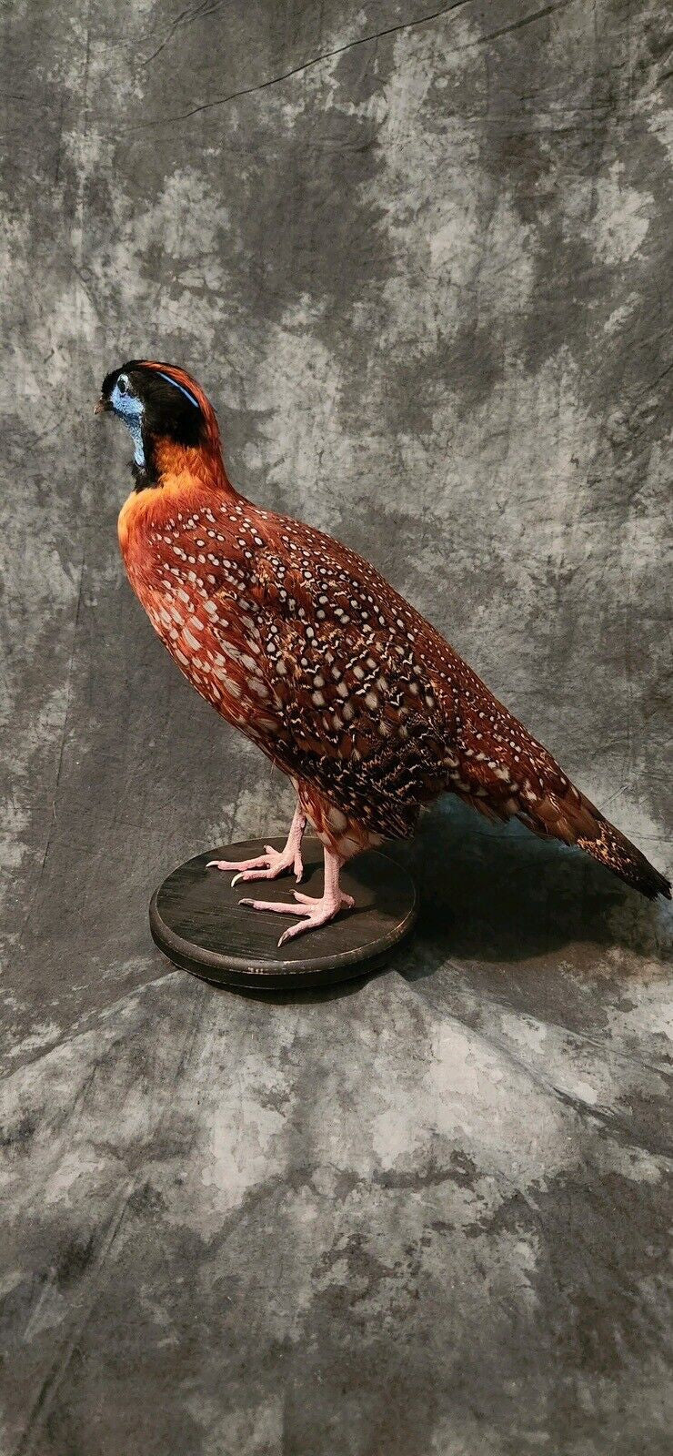 Temminick tragopan Pheasant Taxidermy Mount Bird Gamebird Feathers Exotic