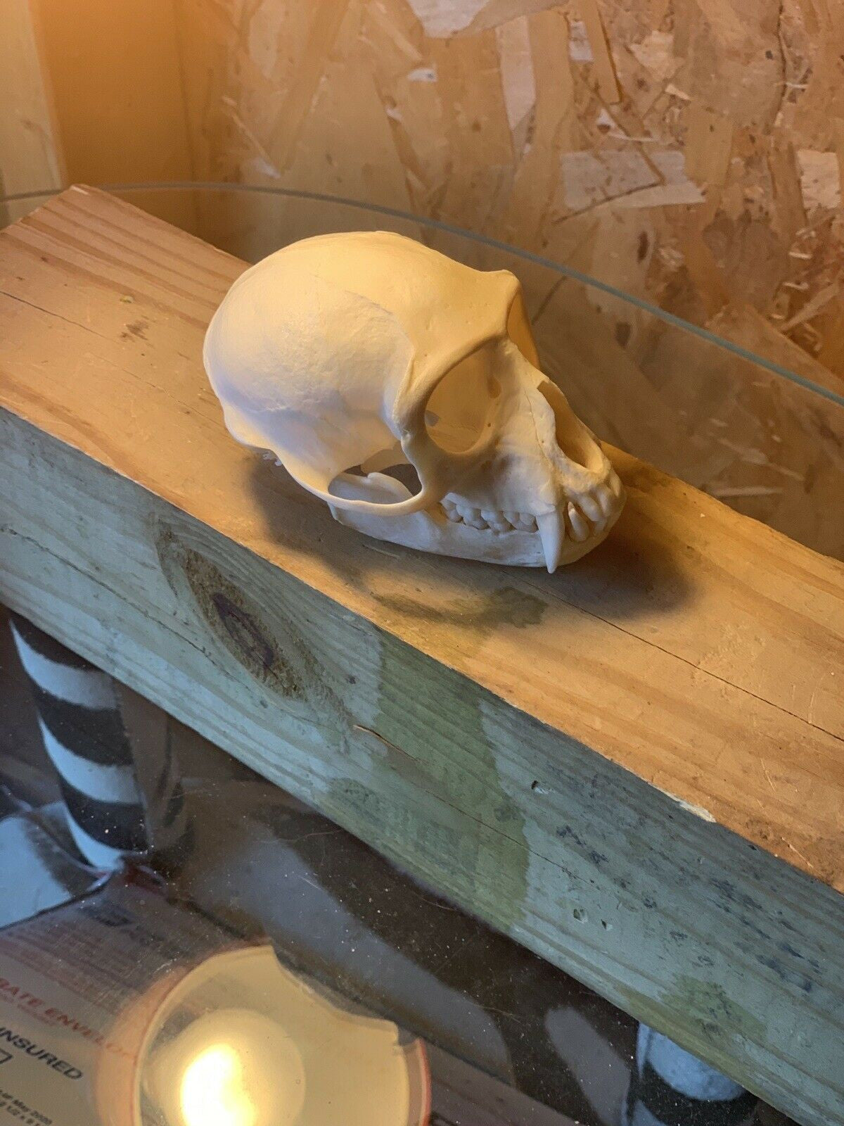 Real Male Vervet Monkey Skull Taxidermy Oddity Curiosity Natural Primate