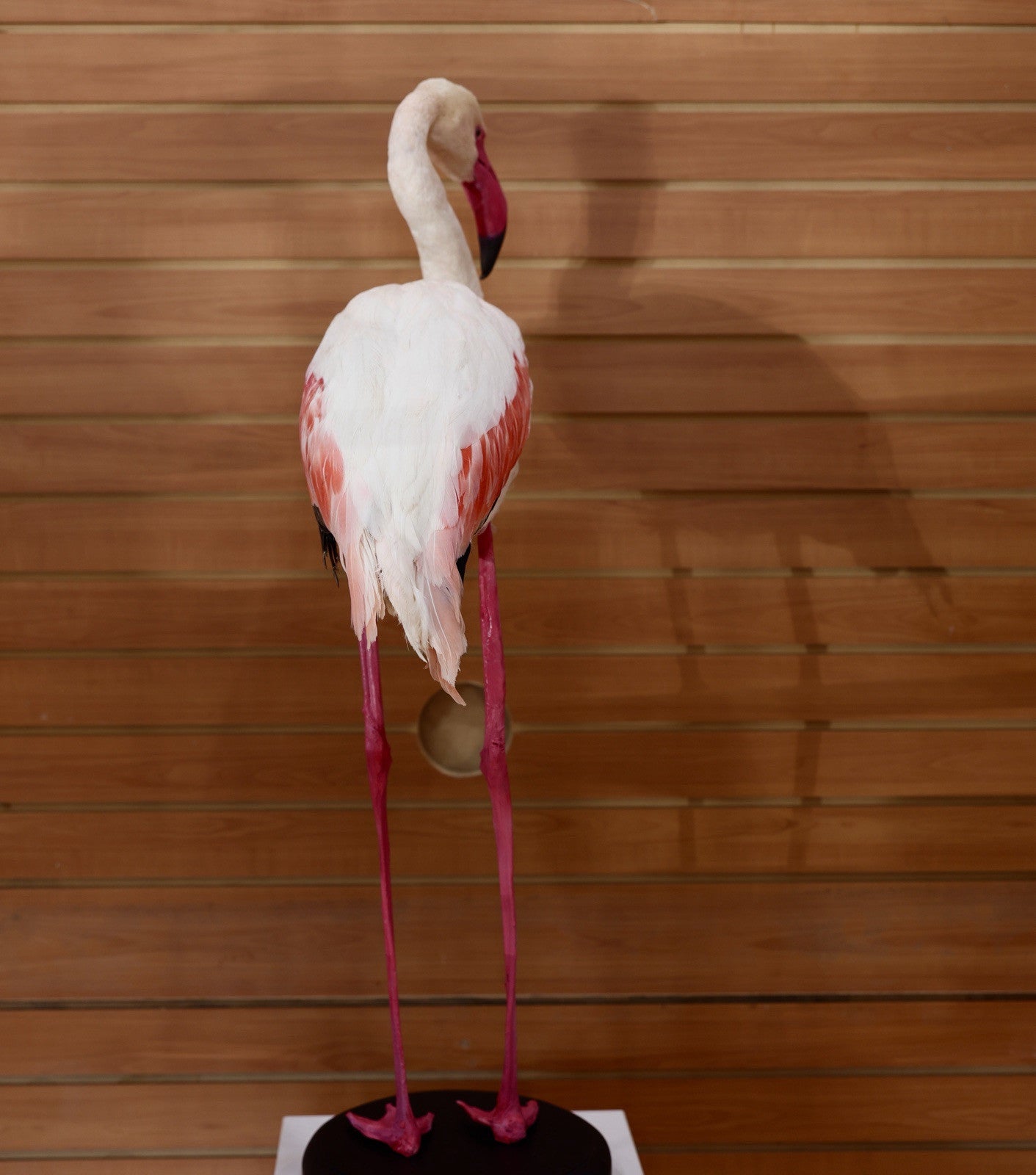 Flamingo-2 Museum quality Chilean flamingo Taxidermy mount
