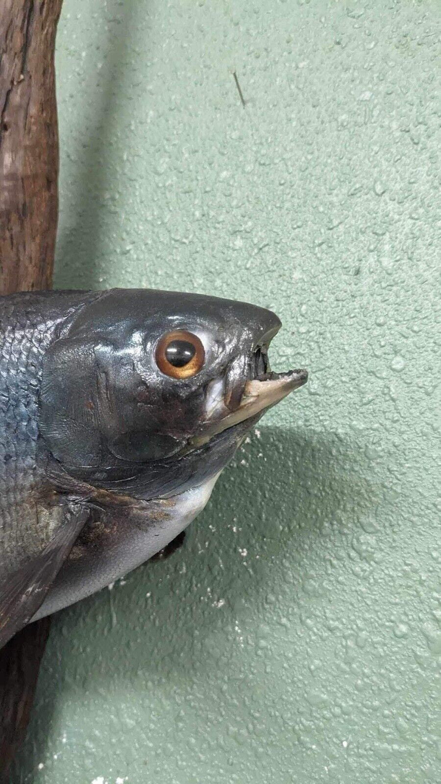 Real Skin Beautiful Artic grayling Fish Taxidermy Wall Mount