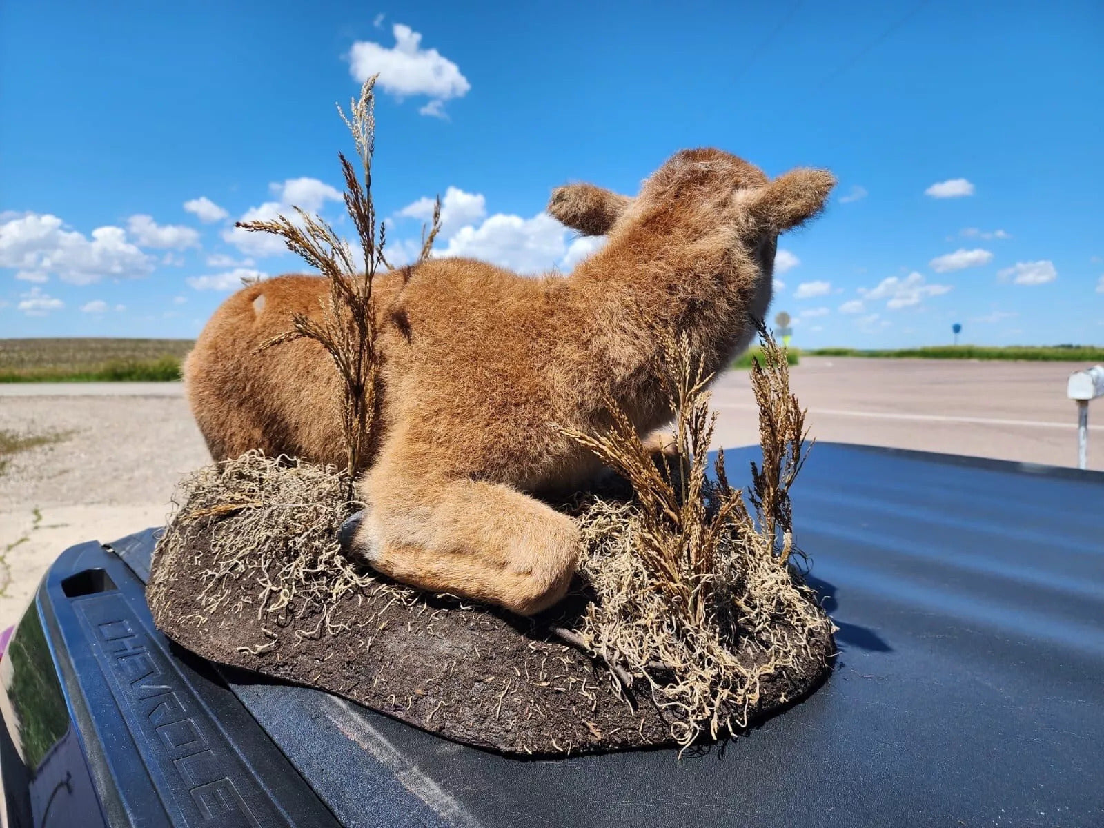 FH162-Real Baby Buffalo / Bison Taxidermy Mount New