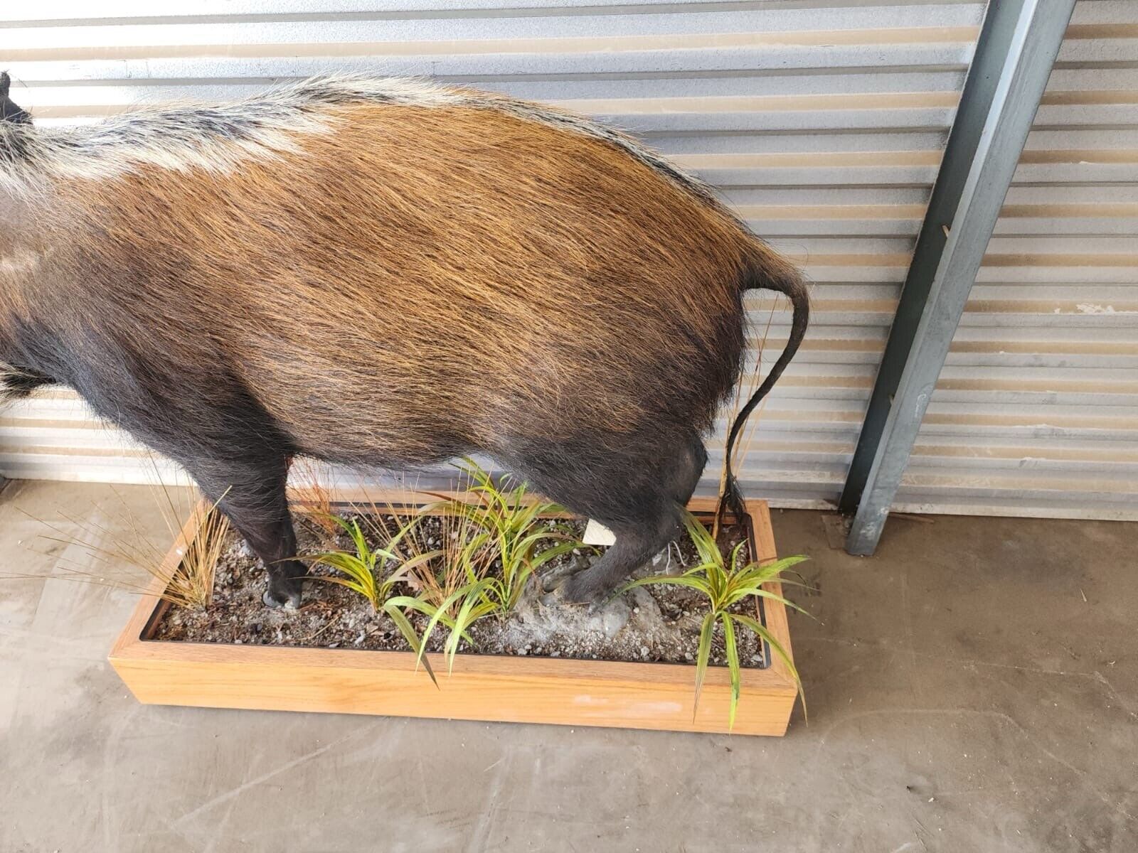 FH136-African Bush Pig Full Body Taxidermy Mount