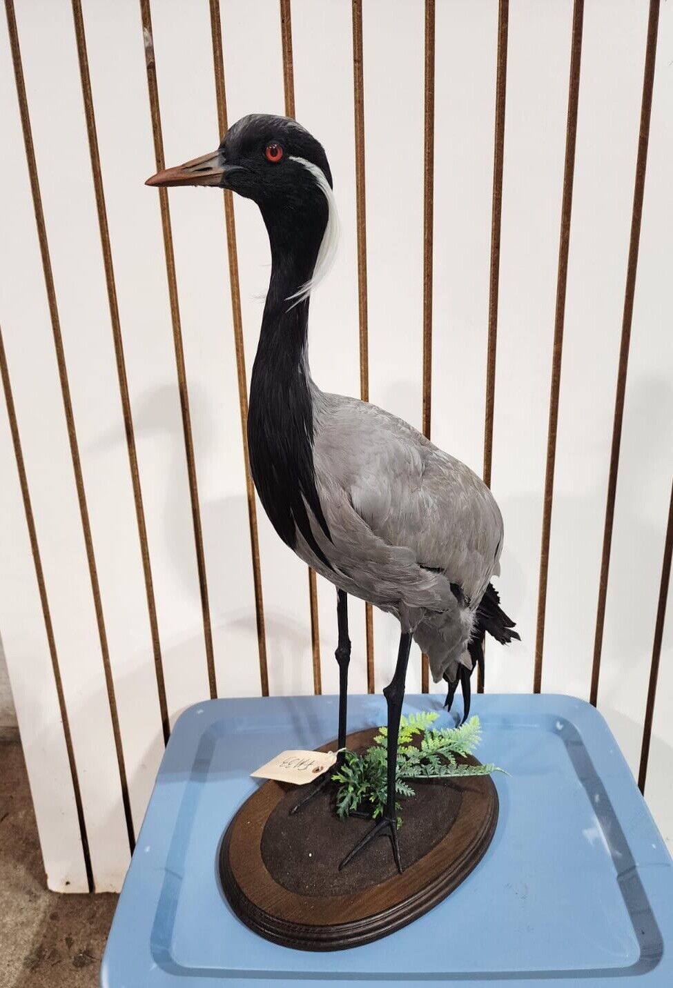 FH118-Museum Quality Demoiselle crane (Grus virgo) TAXIDERMY BIRD MOUNT
