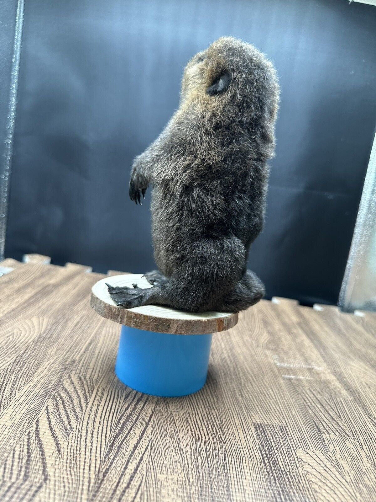 Beautiful Adorable Baby Beaver Kit Taxidermy Mount Art Wildlife 33B