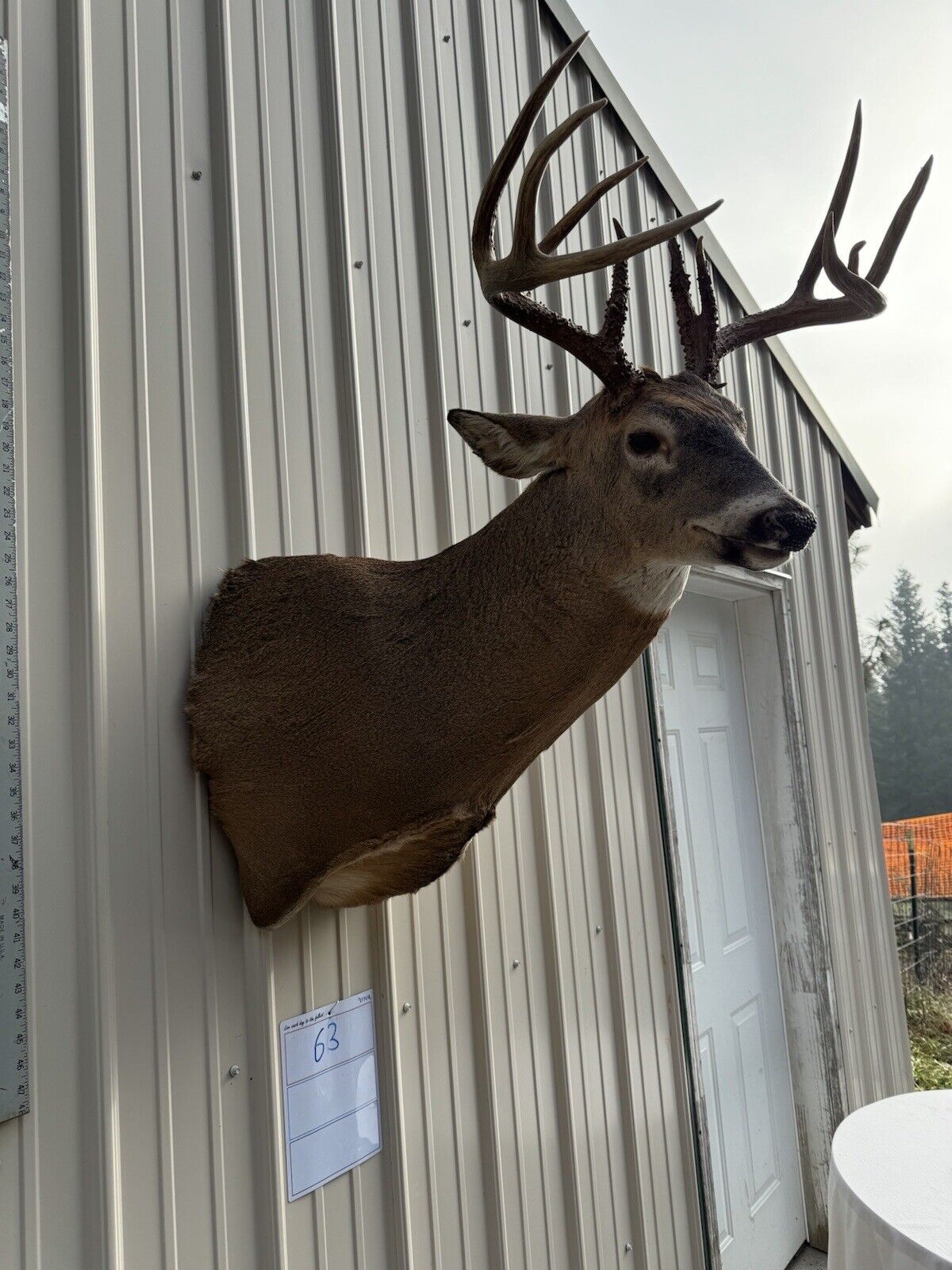 Whitetail Deer Real Antler Deer Taxidermy Mount