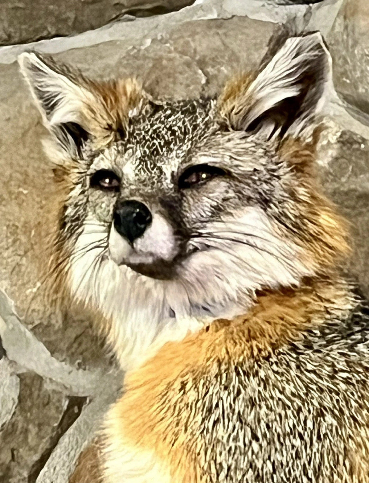 Grey Fox Taxidermy Full Body Mount Cabin Camp Man Cave Home Office Den Decor NEW