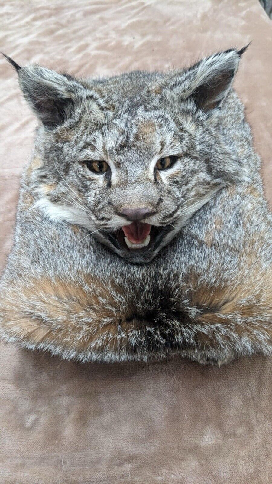 Beautiful Bobcat Pedestal Taxidermy Mount
