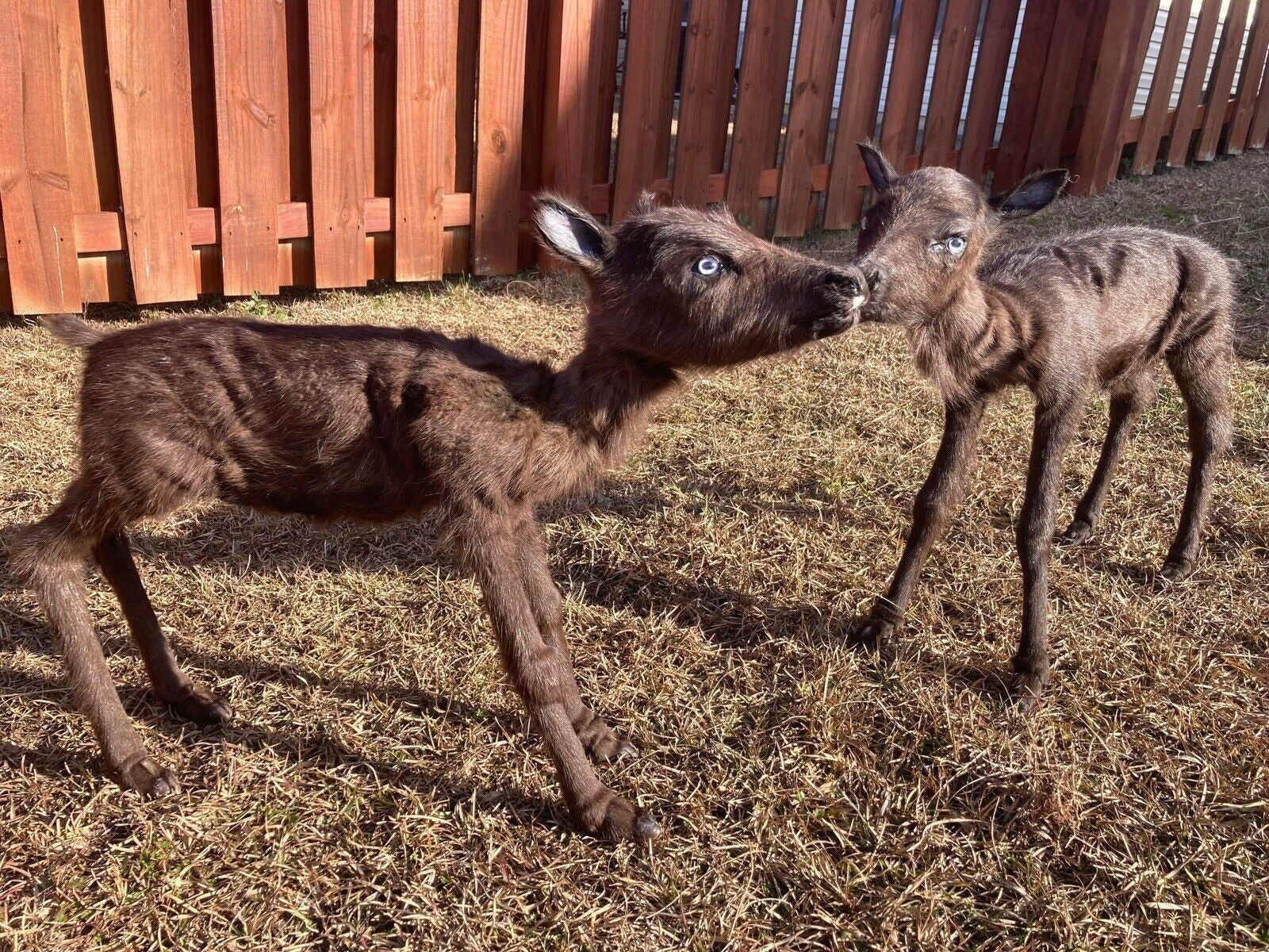 FH180-Rare Real Baby Caribou Taxidermy Soft Mount - Posable