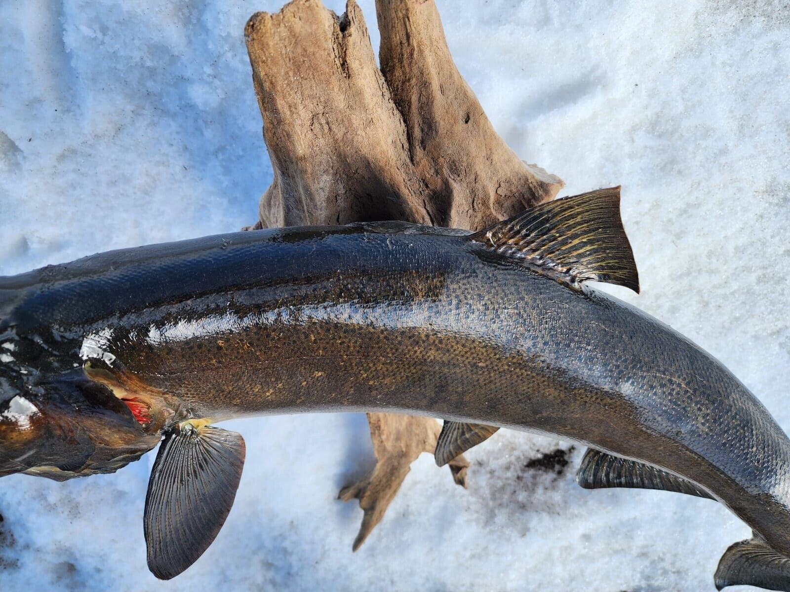 Beautiful Salmon Fish Taxidermy Wall Mount Art Wildlife