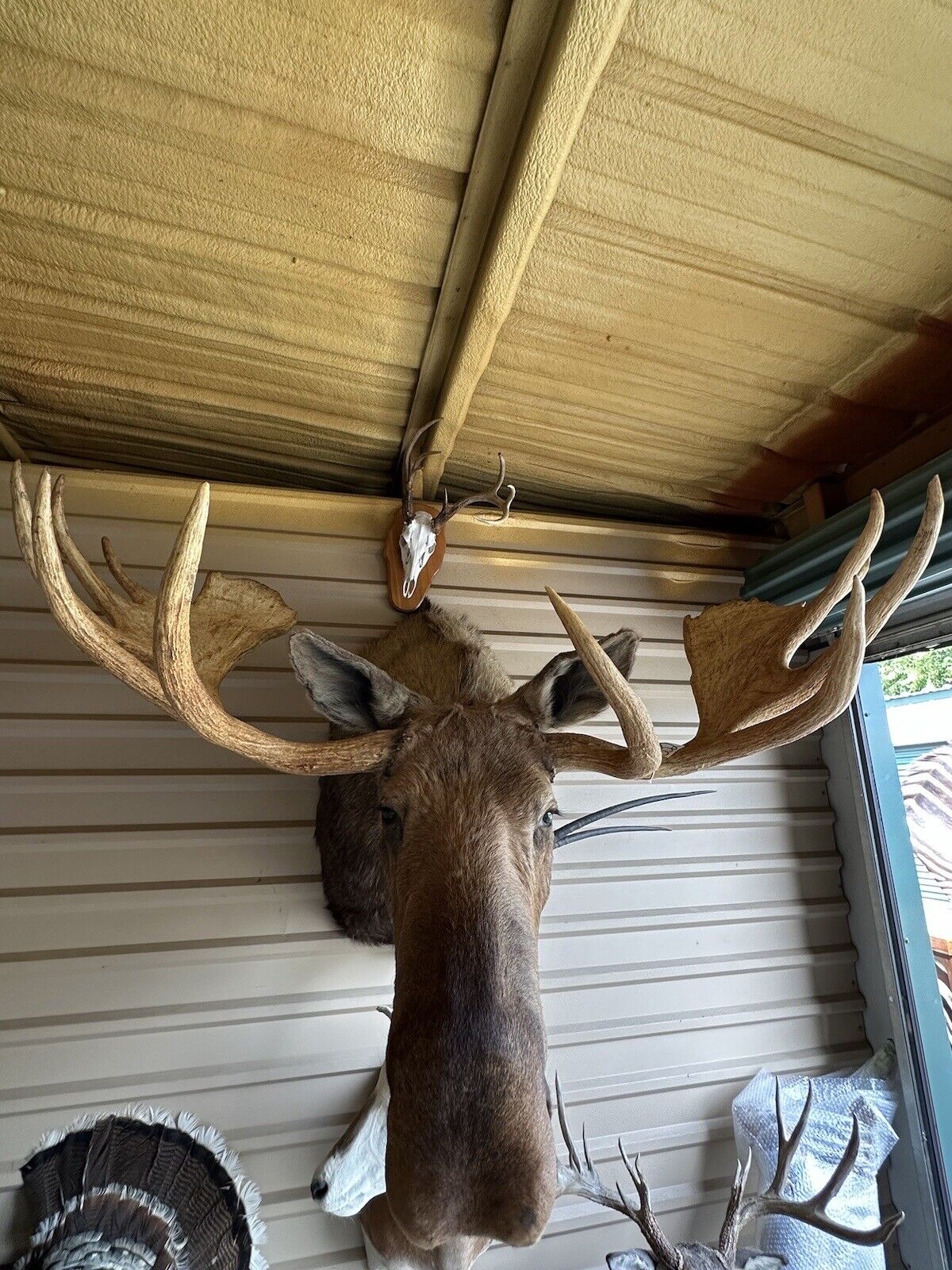 FH166-Moosehead Shoulder Mount Taxidermy Huge Alaskan Yukon Bull 61”