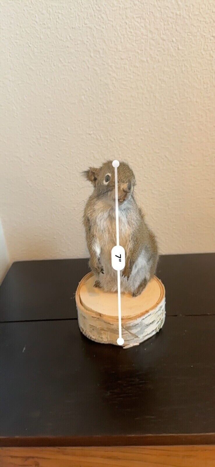 Beautiful Adorable Red Squirrel Small Animal Taxidermy Mount Art Wildlife