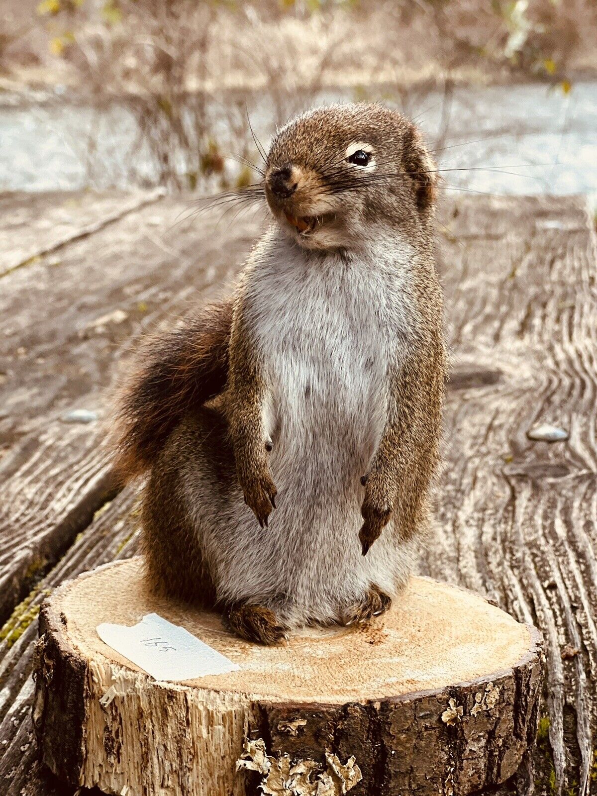 Beautiful Adorable Red Squirrel Small Animal Taxidermy Mount Art Wildlife
