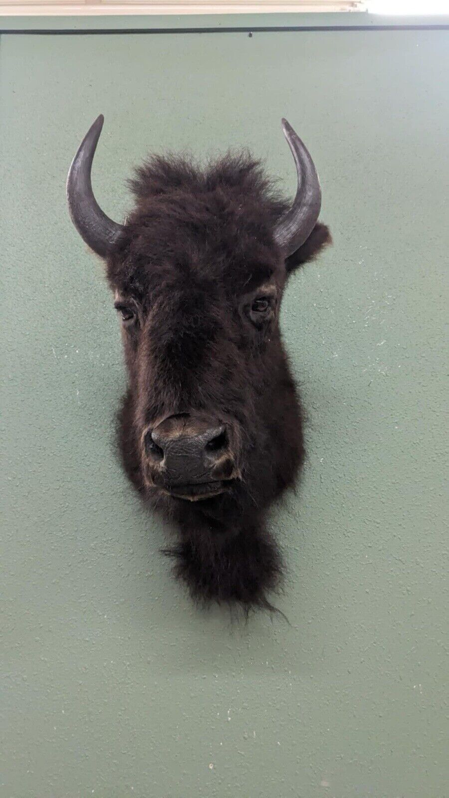 FH165-Faux Reproduction Buffalo / Bison Shoulder Taxidermy Mount )