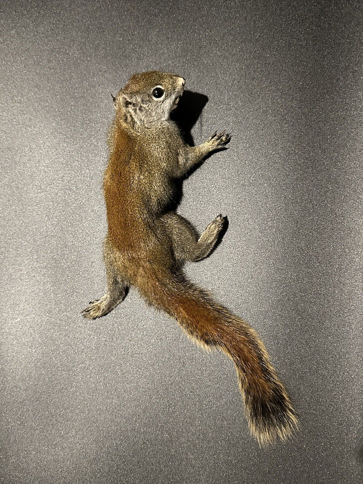 Beautiful Adorable Red Squirrel Small Animal Taxidermy Mount Art Wildlife 32S