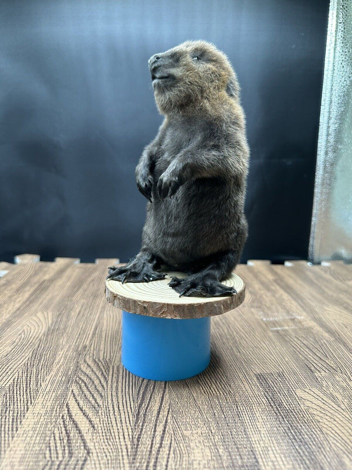 Beautiful Adorable Baby Beaver Kit Taxidermy Mount Art Wildlife 33B