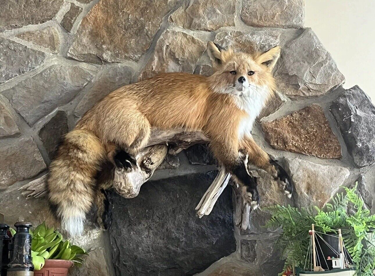 Red Fox Taxidermy Full Body Mount Cabin Camp Man Cave Home Office Den Decor NEW!