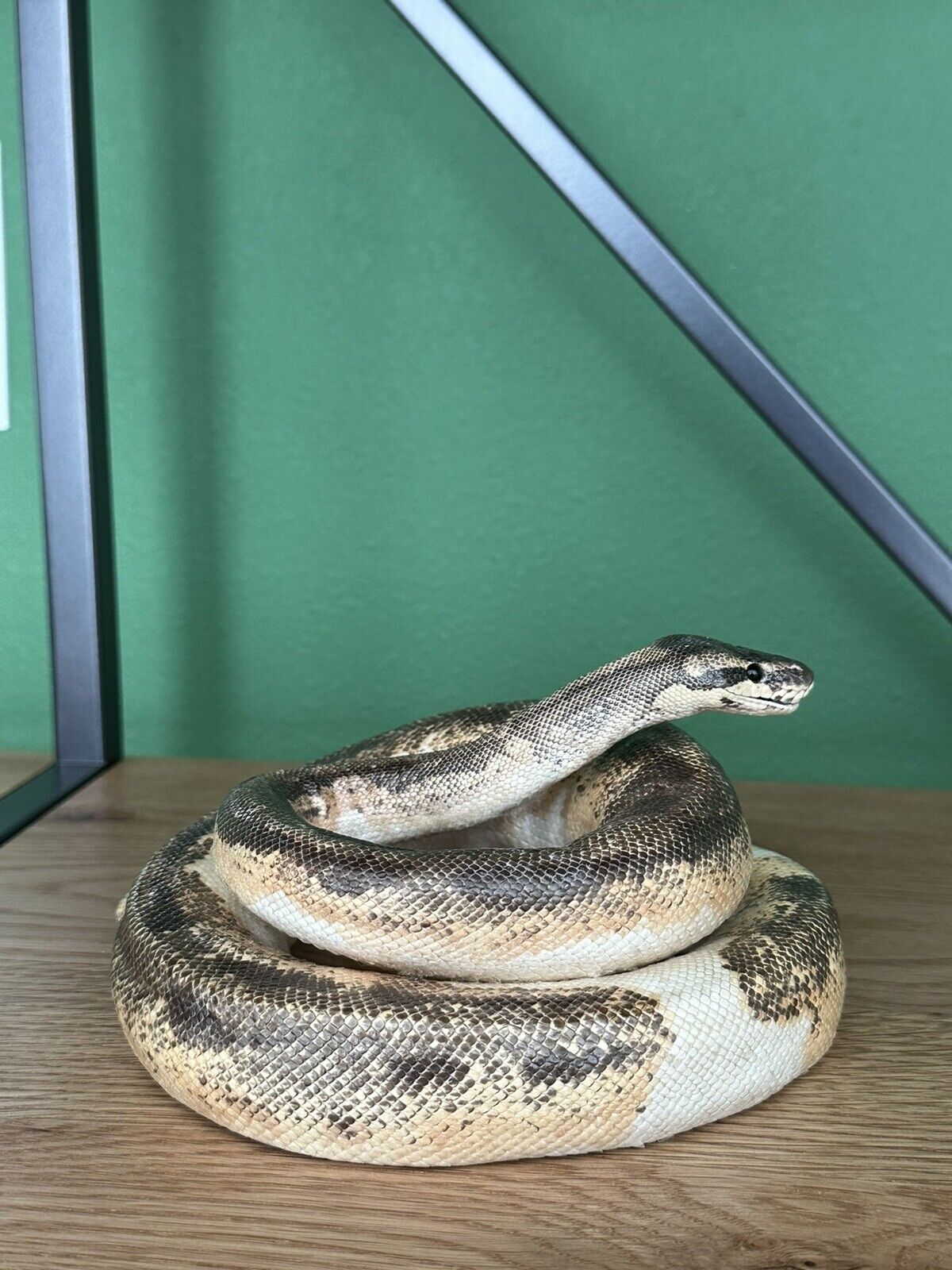Real Python Taxidermy Mount