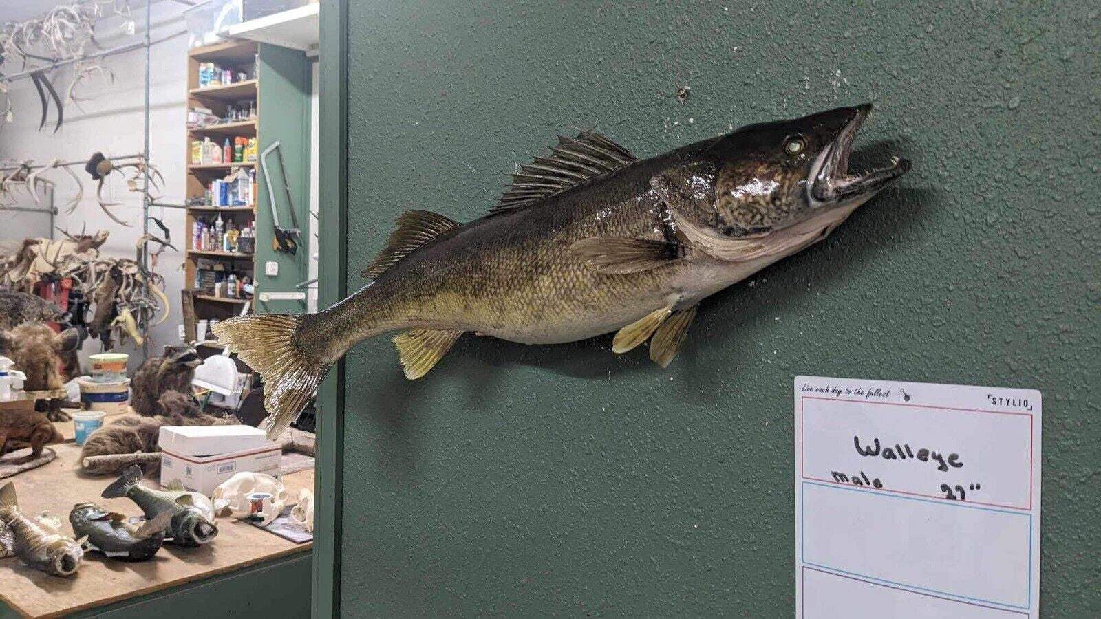 Beautiful Real Skin 27” Large Walleye Taxidermy Wall Mount Art Wildlife