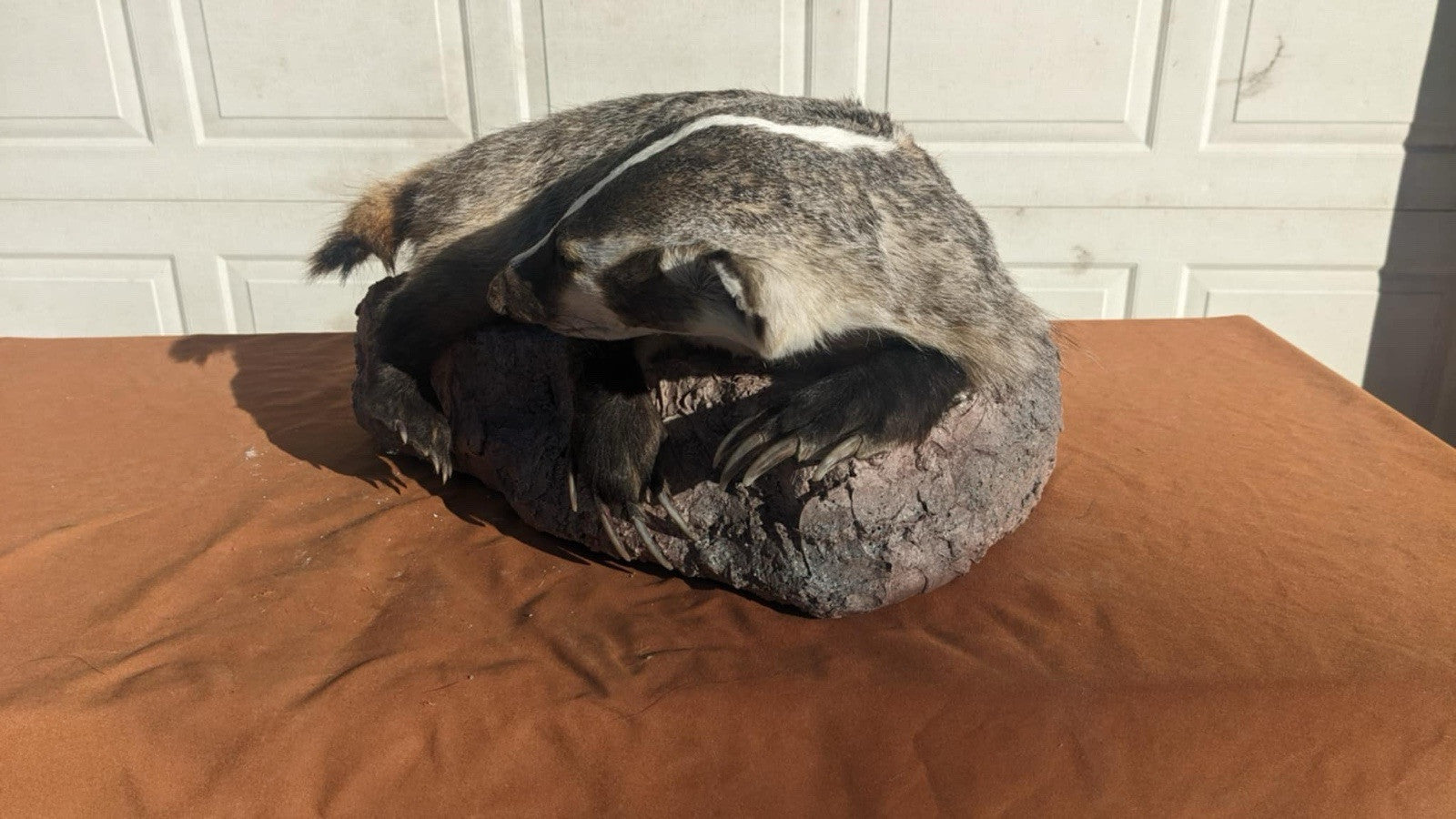 Brand New fluffy badger taxidermy Mount