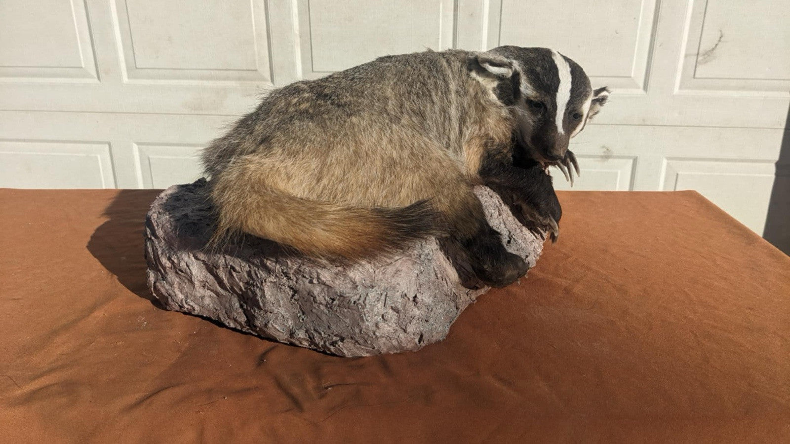 Brand New fluffy badger taxidermy Mount