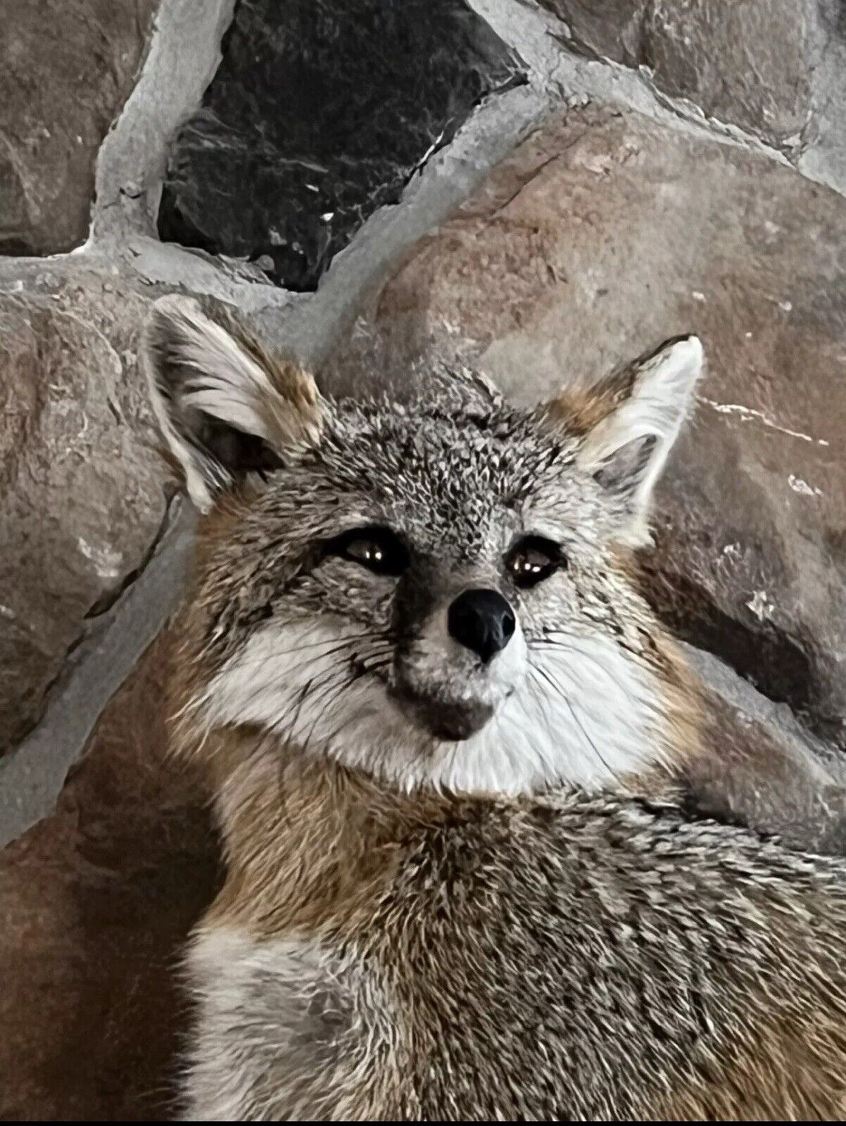 Grey Fox Taxidermy Full Body Mount Cabin Camp Man Cave Home Office Den Decor NEW