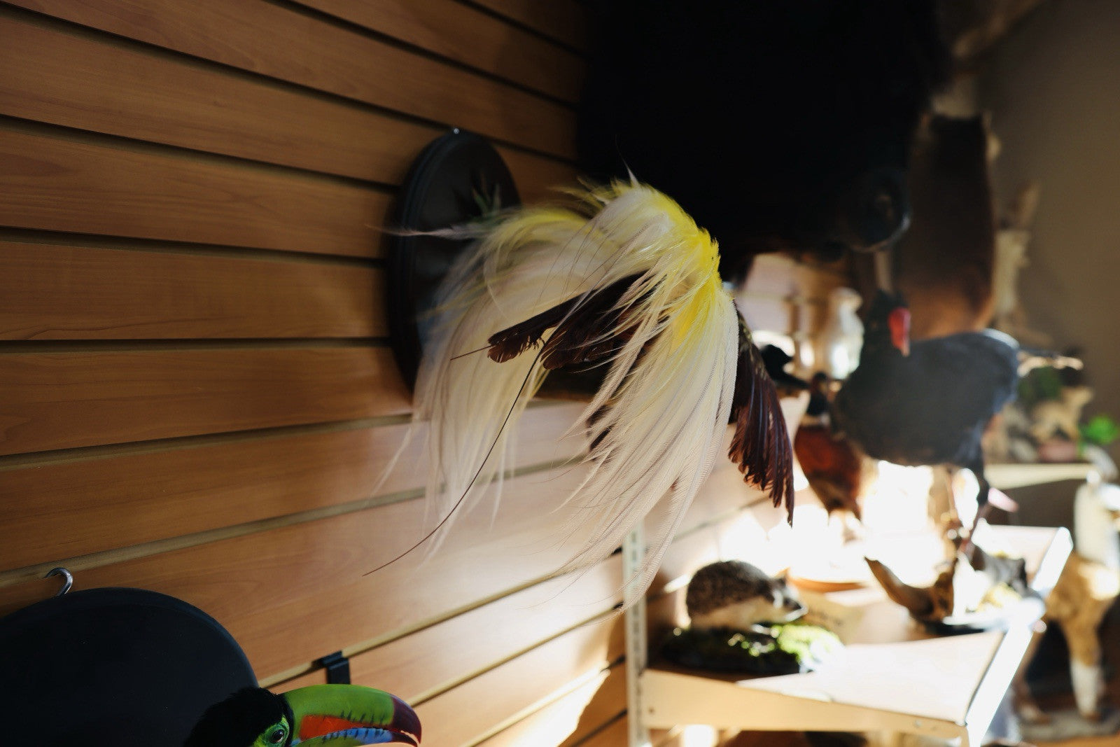 FH152-Museum Quality BIRD OF PARADISE Taxidermy Mount