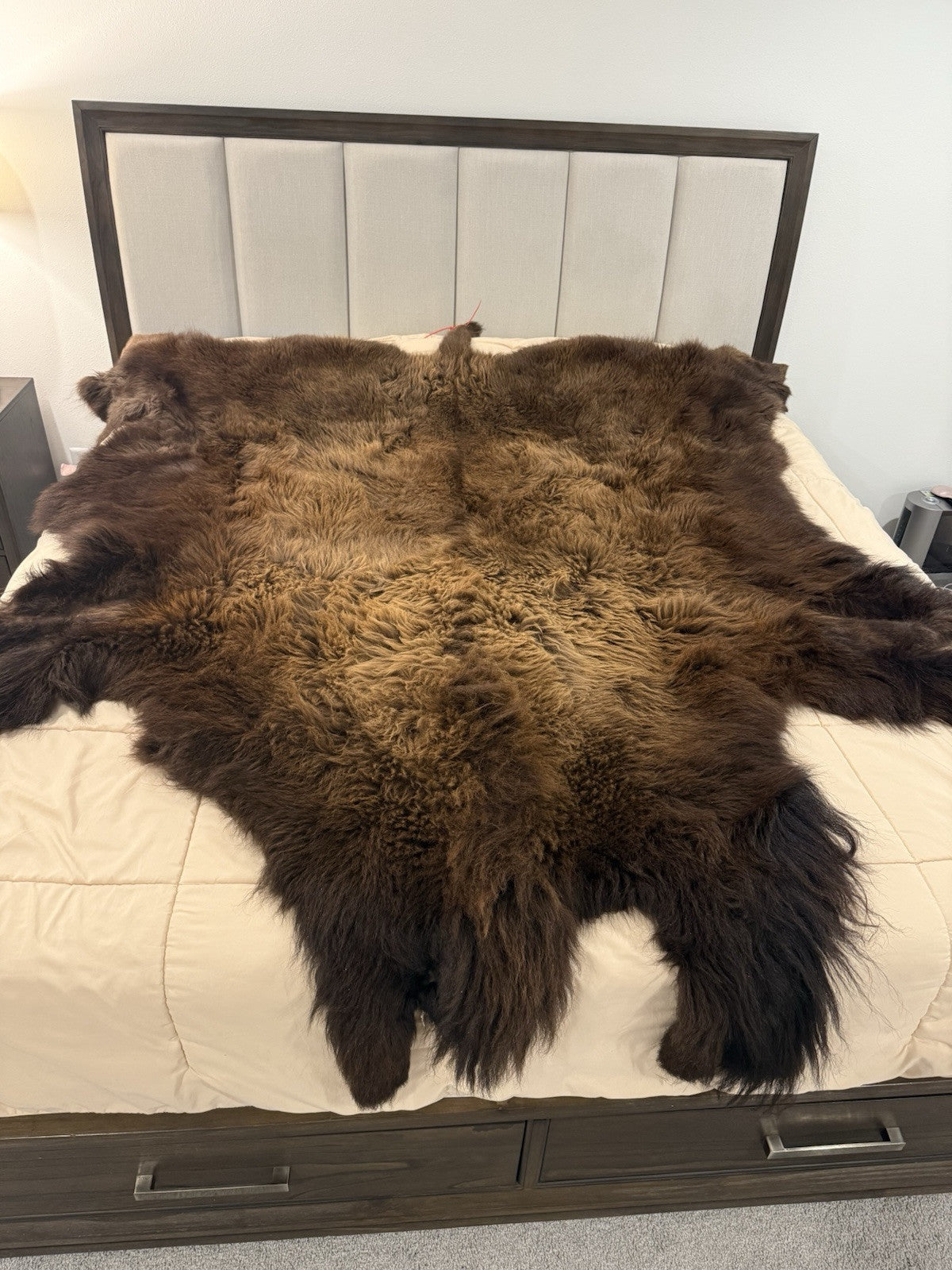 Prime Real Buffalo / Bison Fresh Taxidermy Rug Hide-buff20