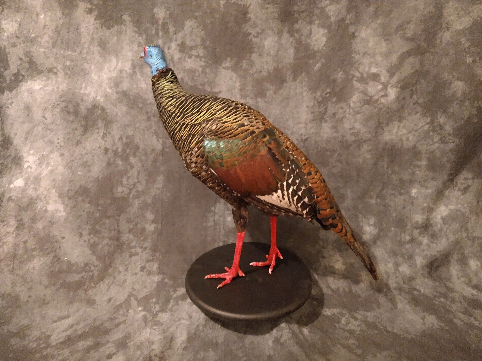 Full Mounted Taxidermy Ocellated Turkey with Custom Base