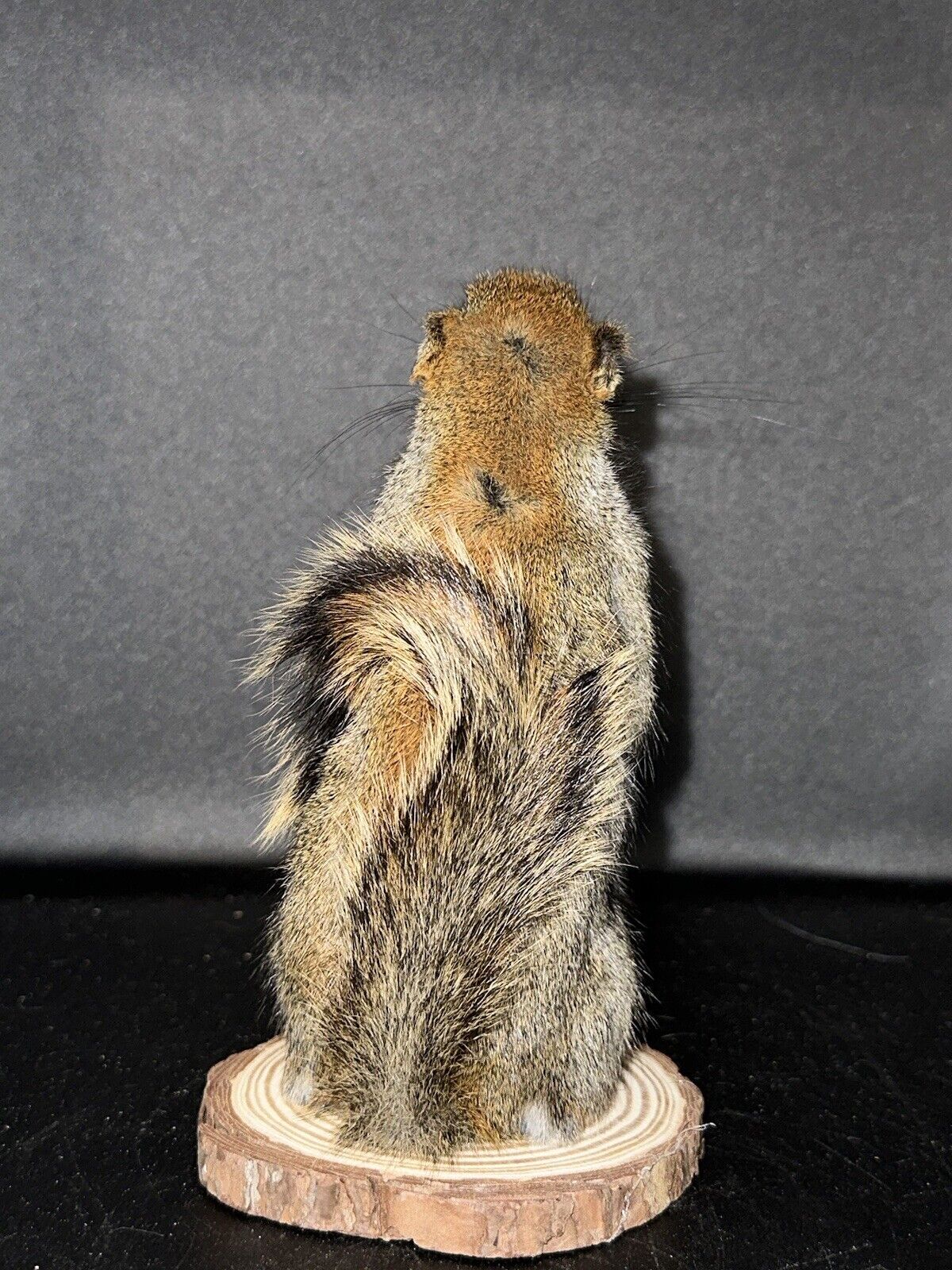 Beautiful Adorable Red Squirrel Small Animal Taxidermy Mount Art Wildlife 25S
