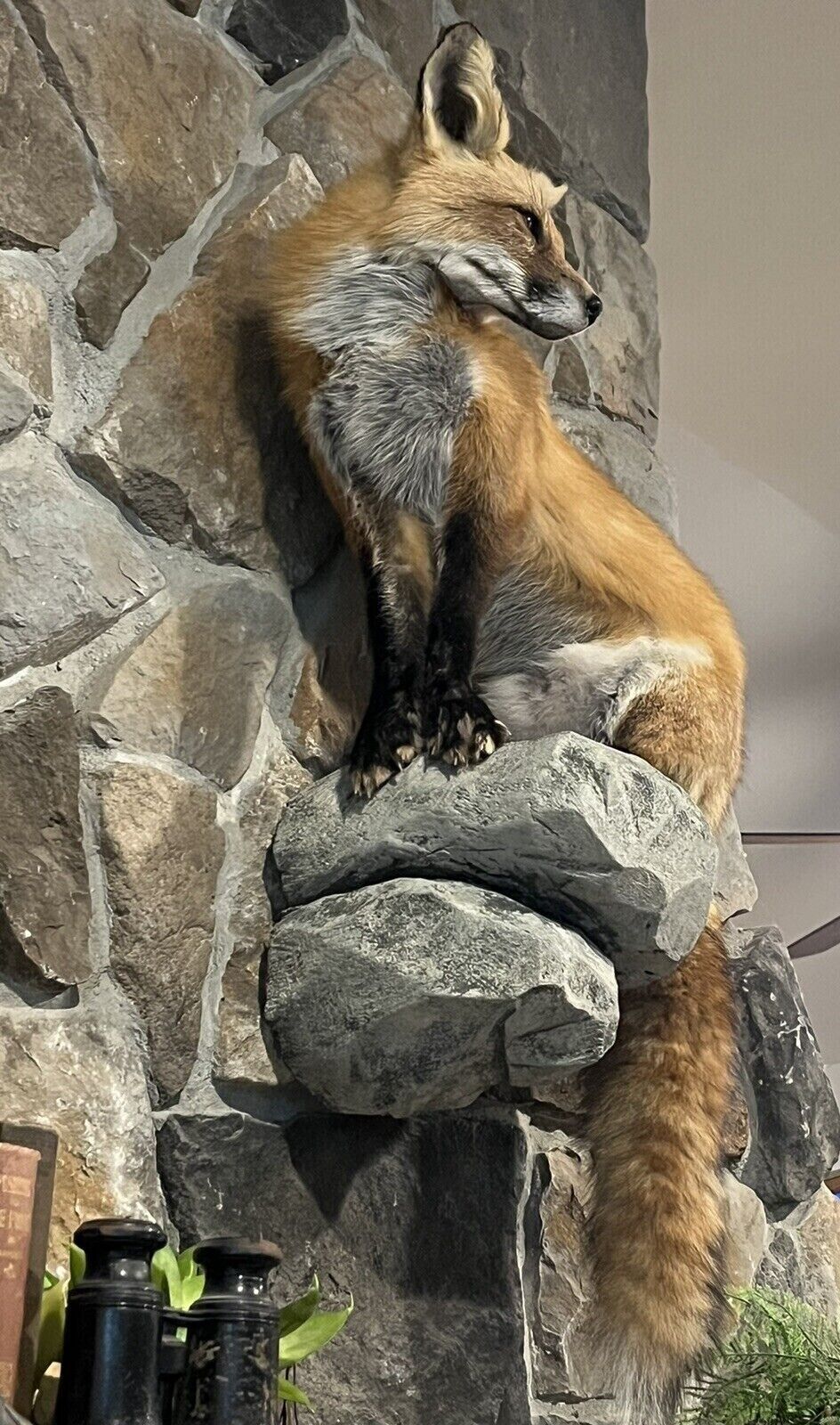 Red Fox Taxidermy Full Body Mount Cabin Camp Man Cave Home Office Den Decor NEW!