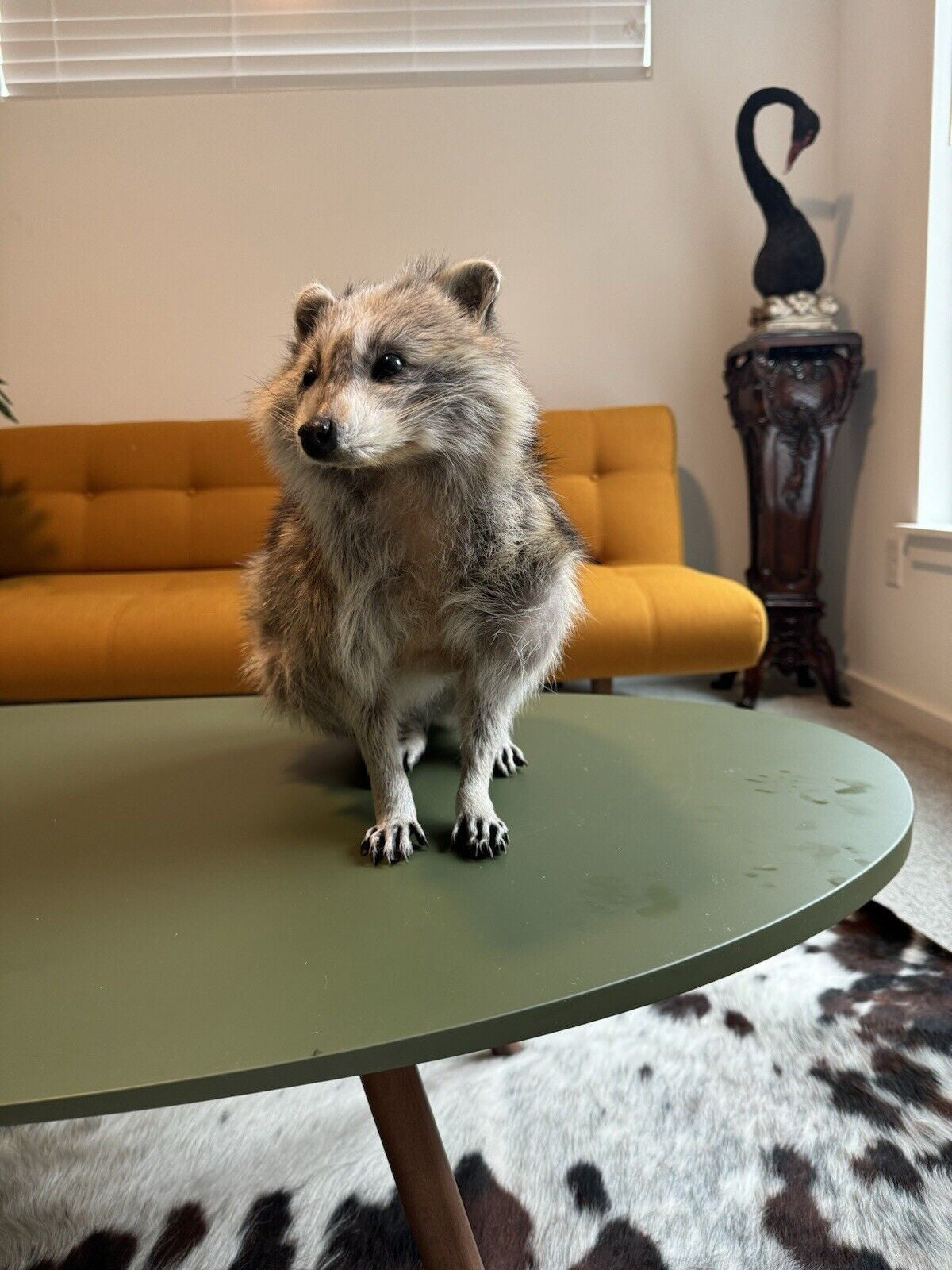 Cute Blonde Raccoon Taxidermy Mount