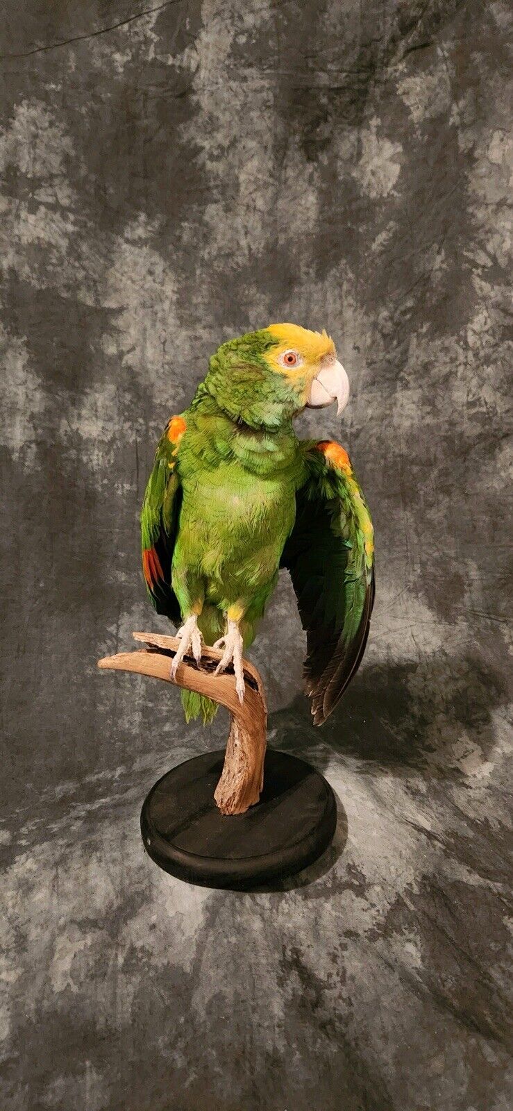 Turquoise Fronted Amazon Parrot Taxidermy Mount