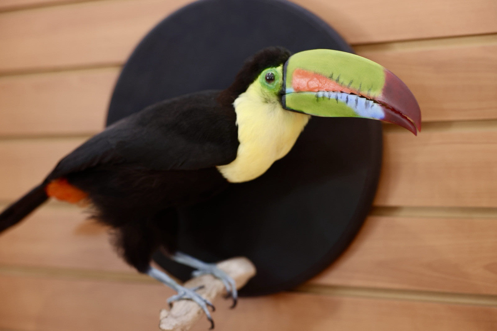 FH109-Museum Quality keel-billed toucan (Ramphastos sulfuratus) Toc25