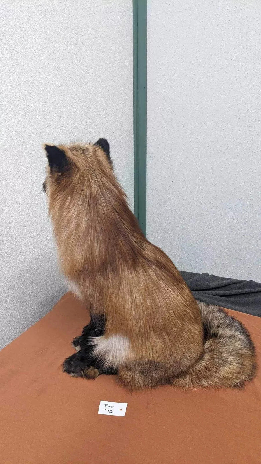 Red Fox Taxidermy Full Body Mount Cabin Camp Man Cave Home Office Den Decor NEW!