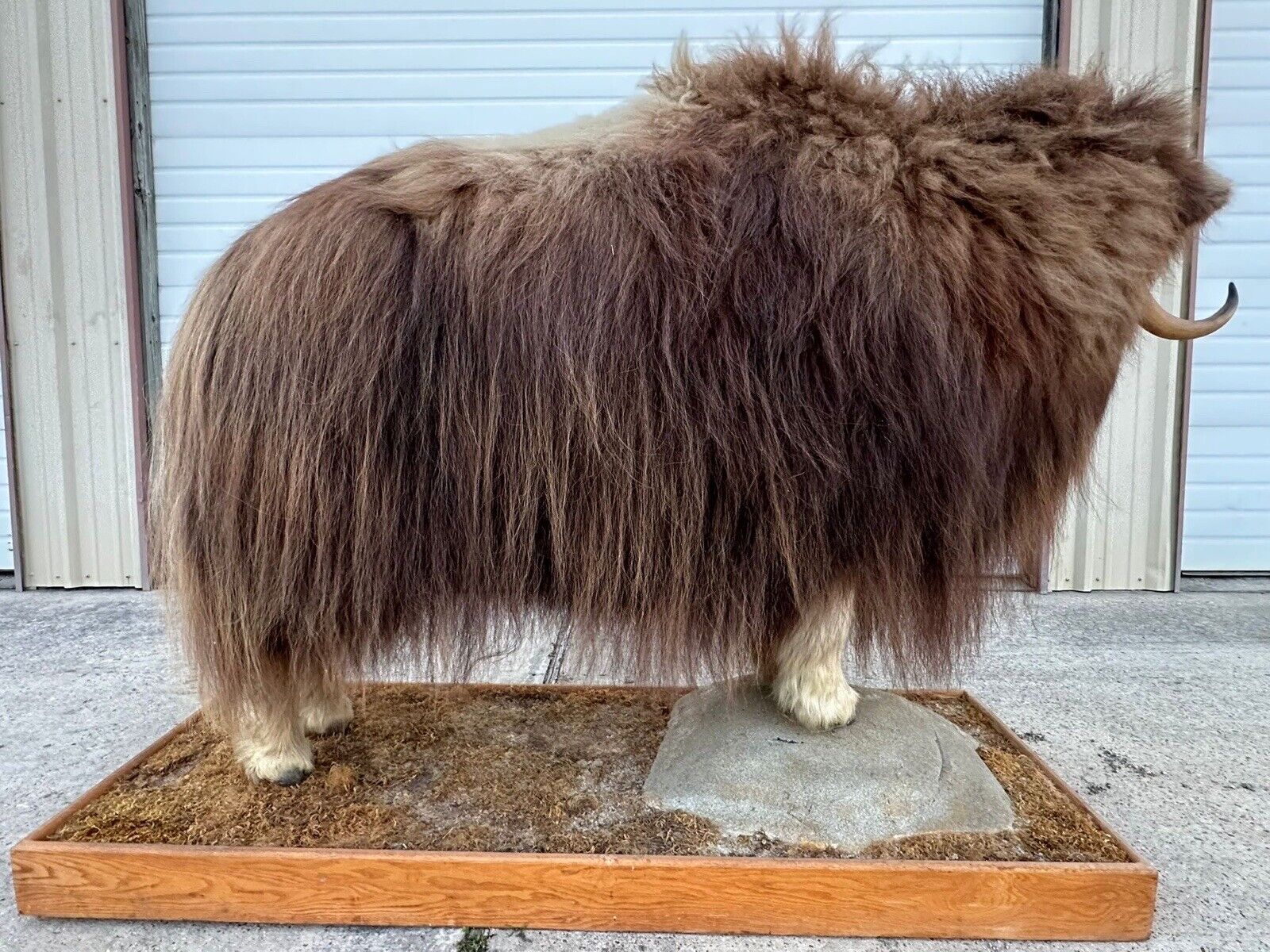 FH105-Phenomenal Massive Muskox Full Body Taxidermy Mount