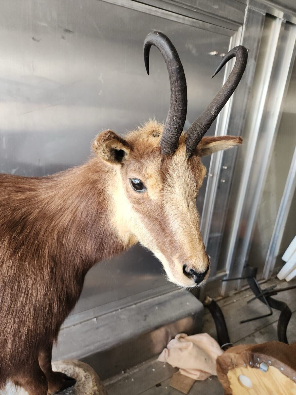 FH145-Alpine Chamois Full Body Taxidermy Mount FH24