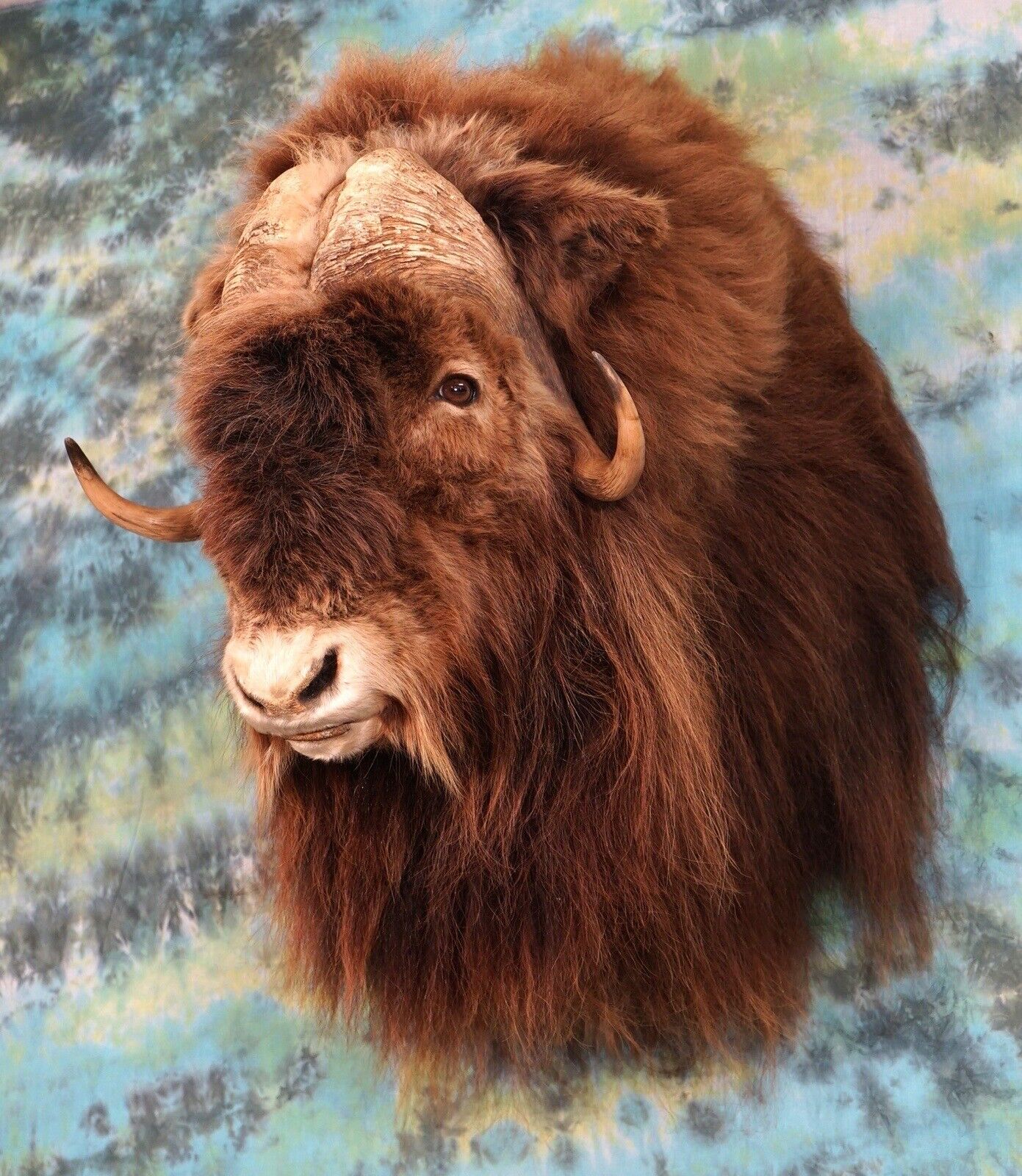 FH168-Record Class Massive Muskox Shoulder Taxidermy Mount
