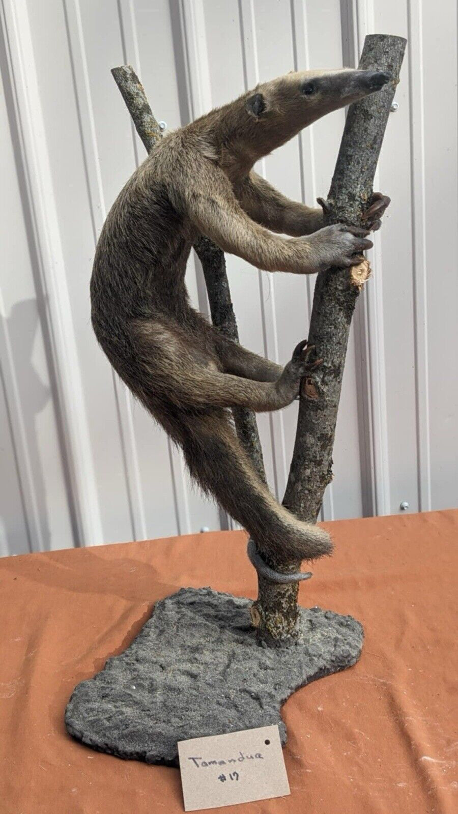 Tamandua / Ant Eater Full Body Mount Taxidermy