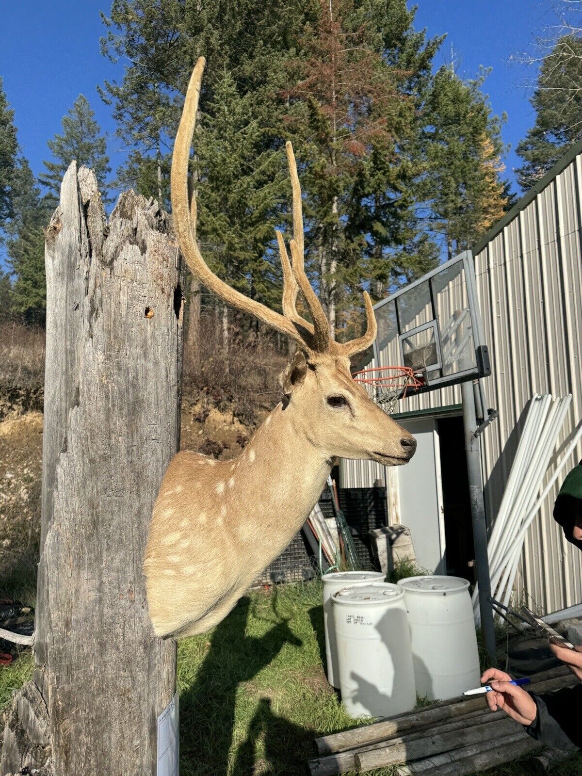 Axis Deer Real Antler Deer Taxidermy Mount