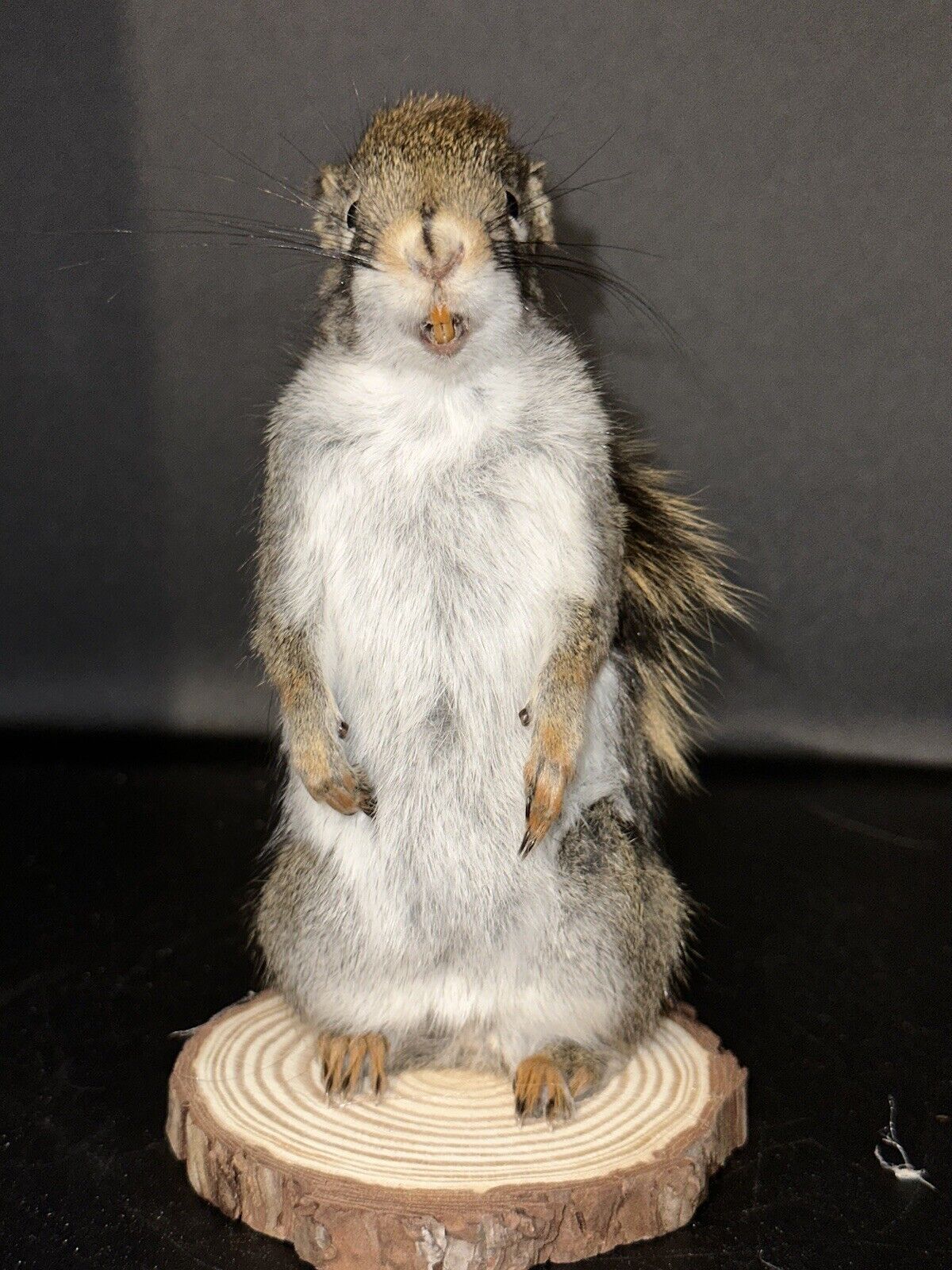 Beautiful Adorable Red Squirrel Small Animal Taxidermy Mount Art Wildlife 25S