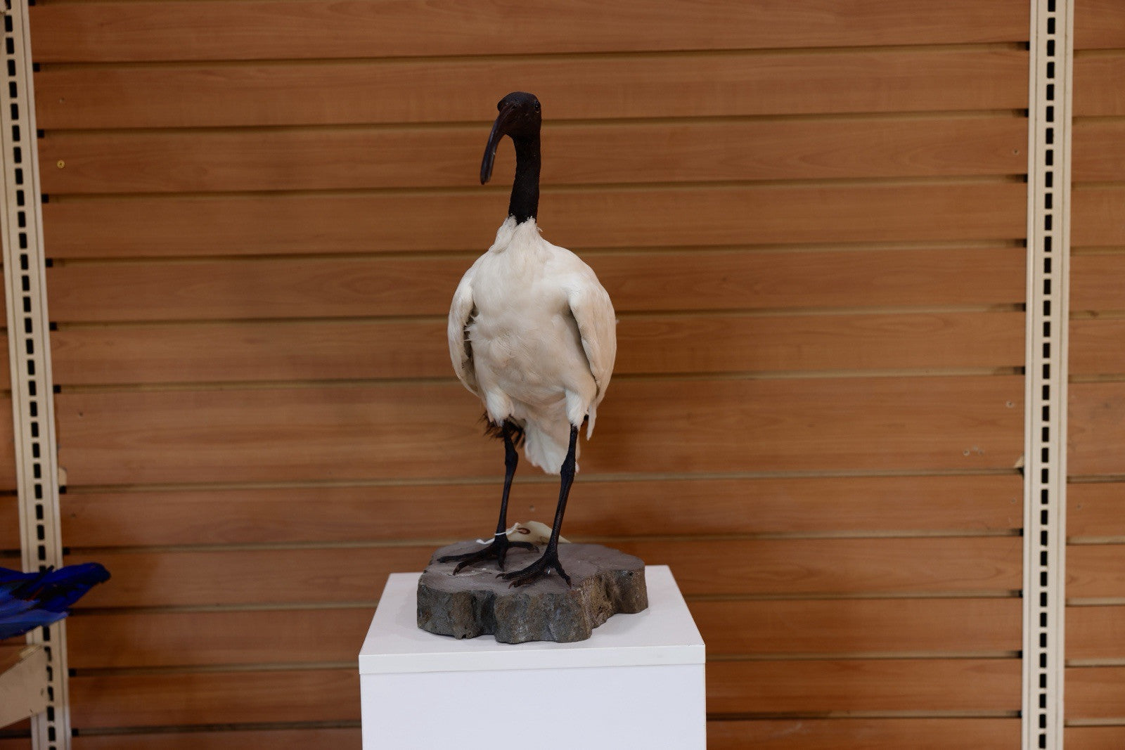 FH106-Museum Quality African Sacred Ibis Taxidermy Mount
