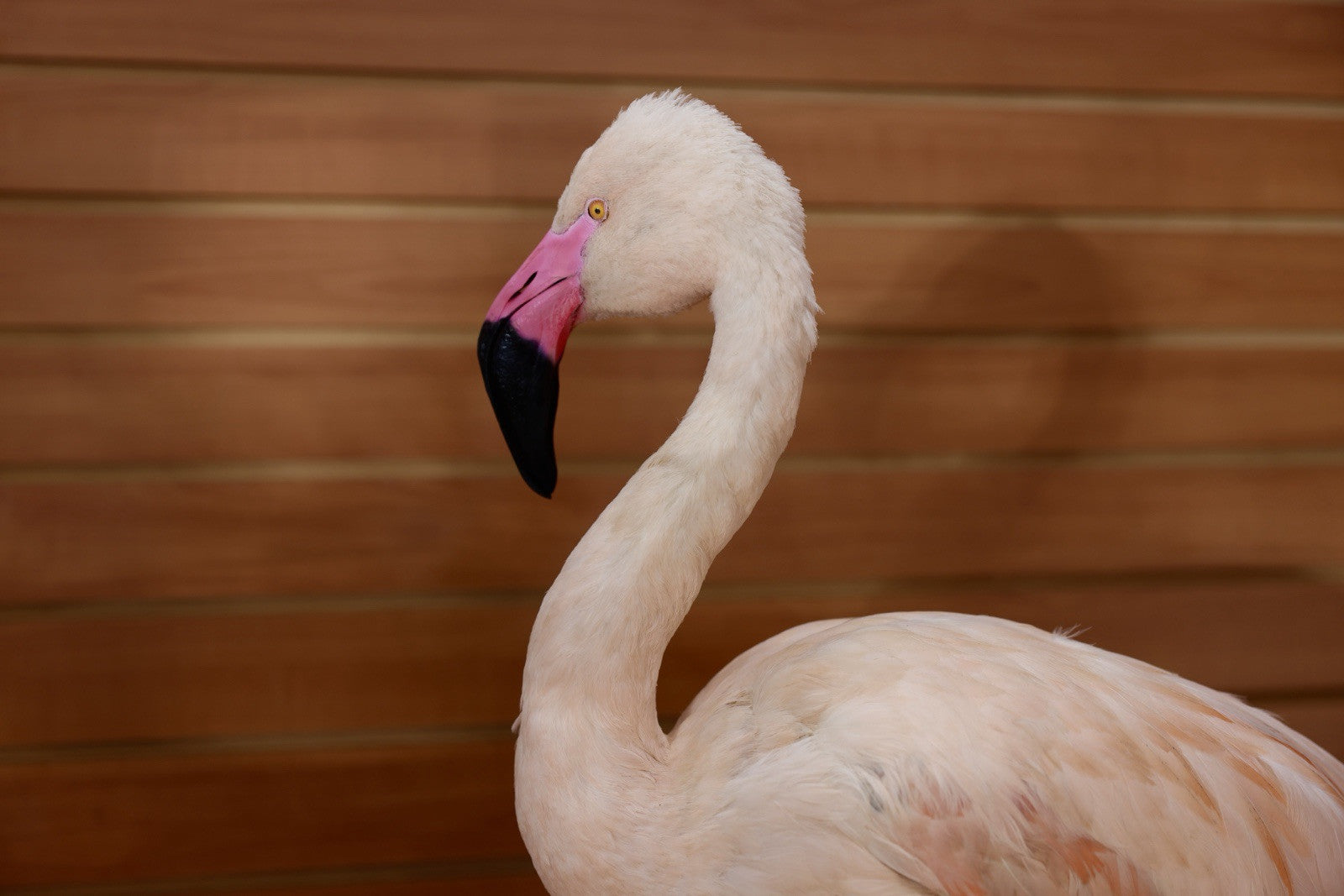 FH114-Flamingo Museum quality Chilean flamingo Taxidermy mount
