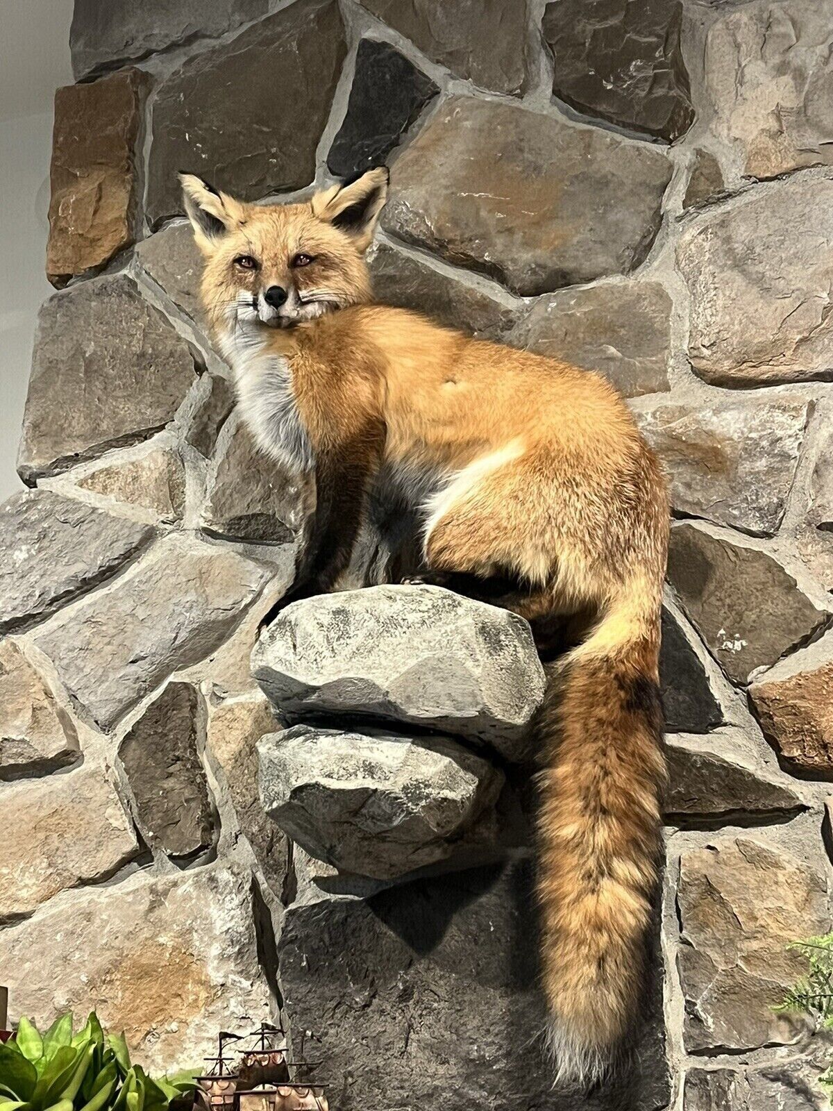 Red Fox Taxidermy Full Body Mount Cabin Camp Man Cave Home Office Den Decor NEW!