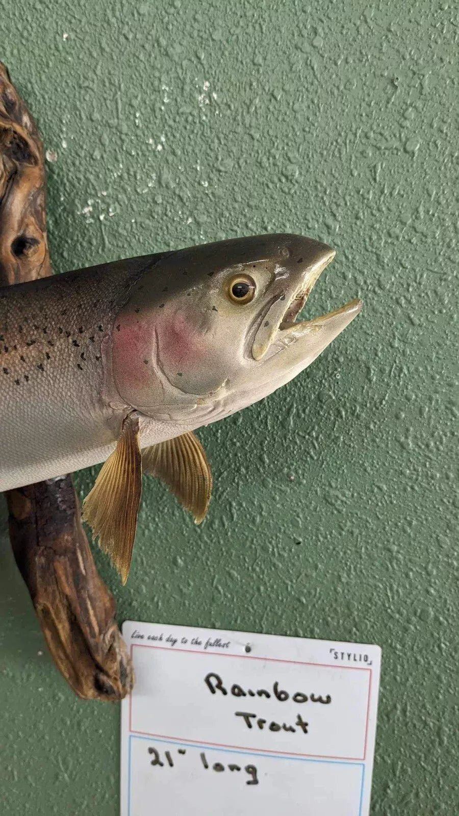 Beautiful Real Skin Wild Rainbow Trout 21”