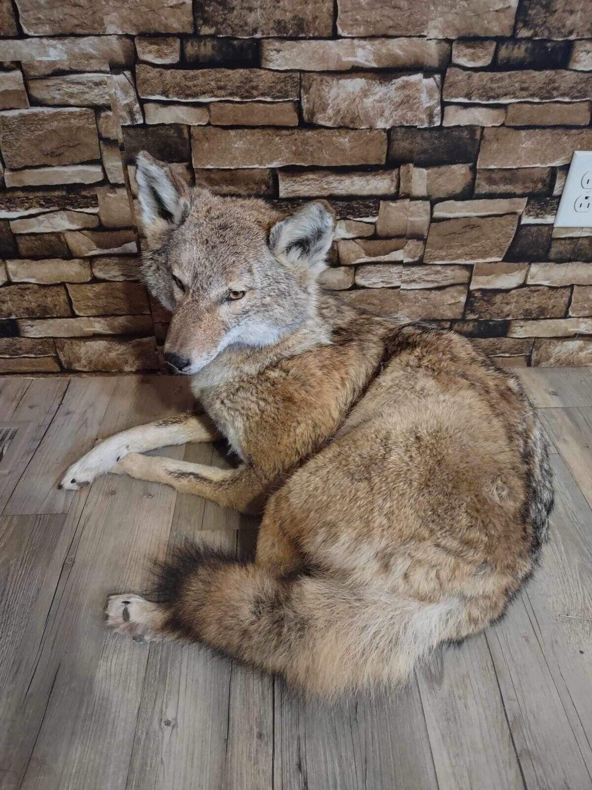 Coyote Taxidermy Custom Full Body Mount Home Camp Wall Decor Hunting Cabin